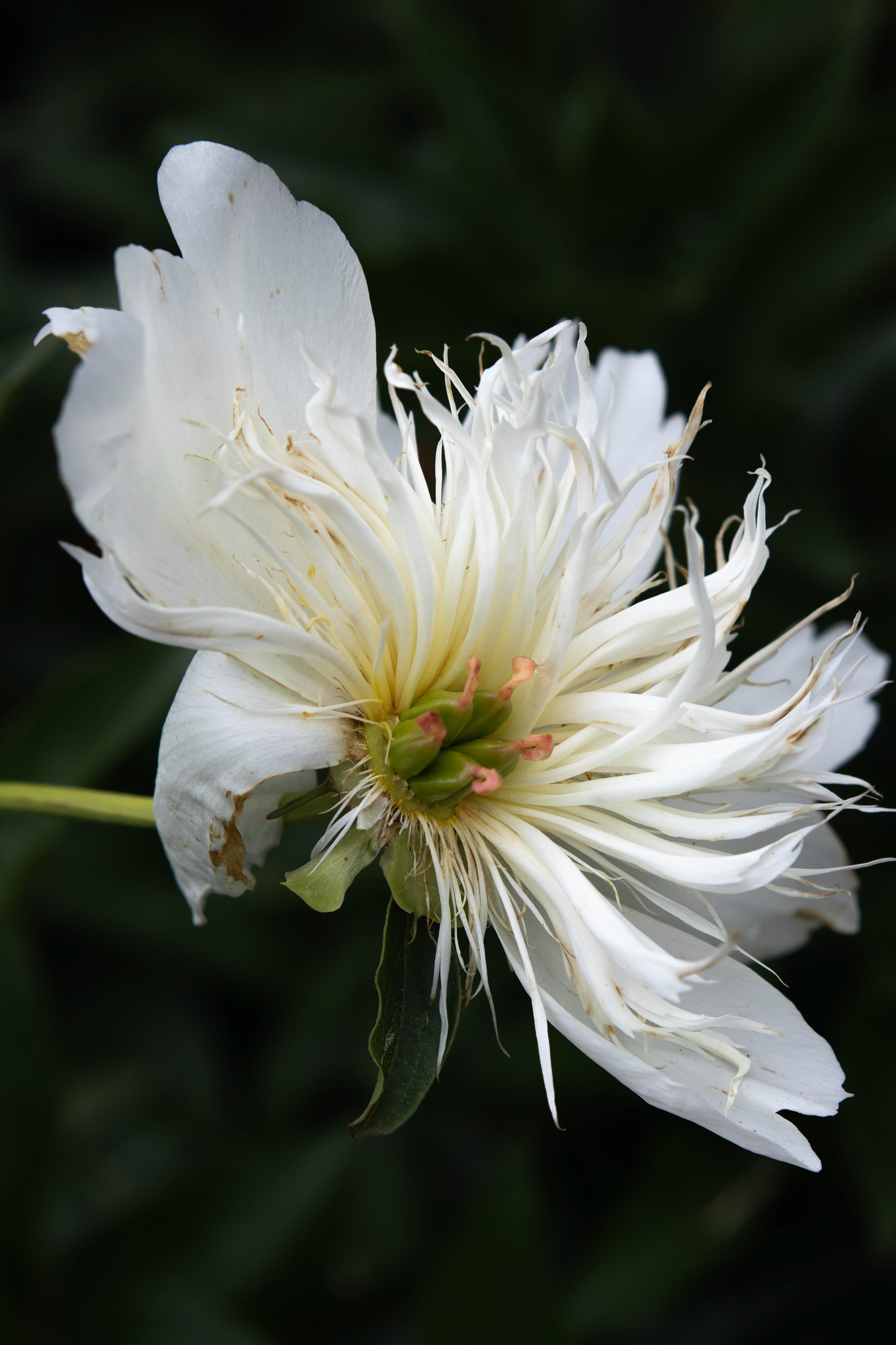 The bird is on the wing