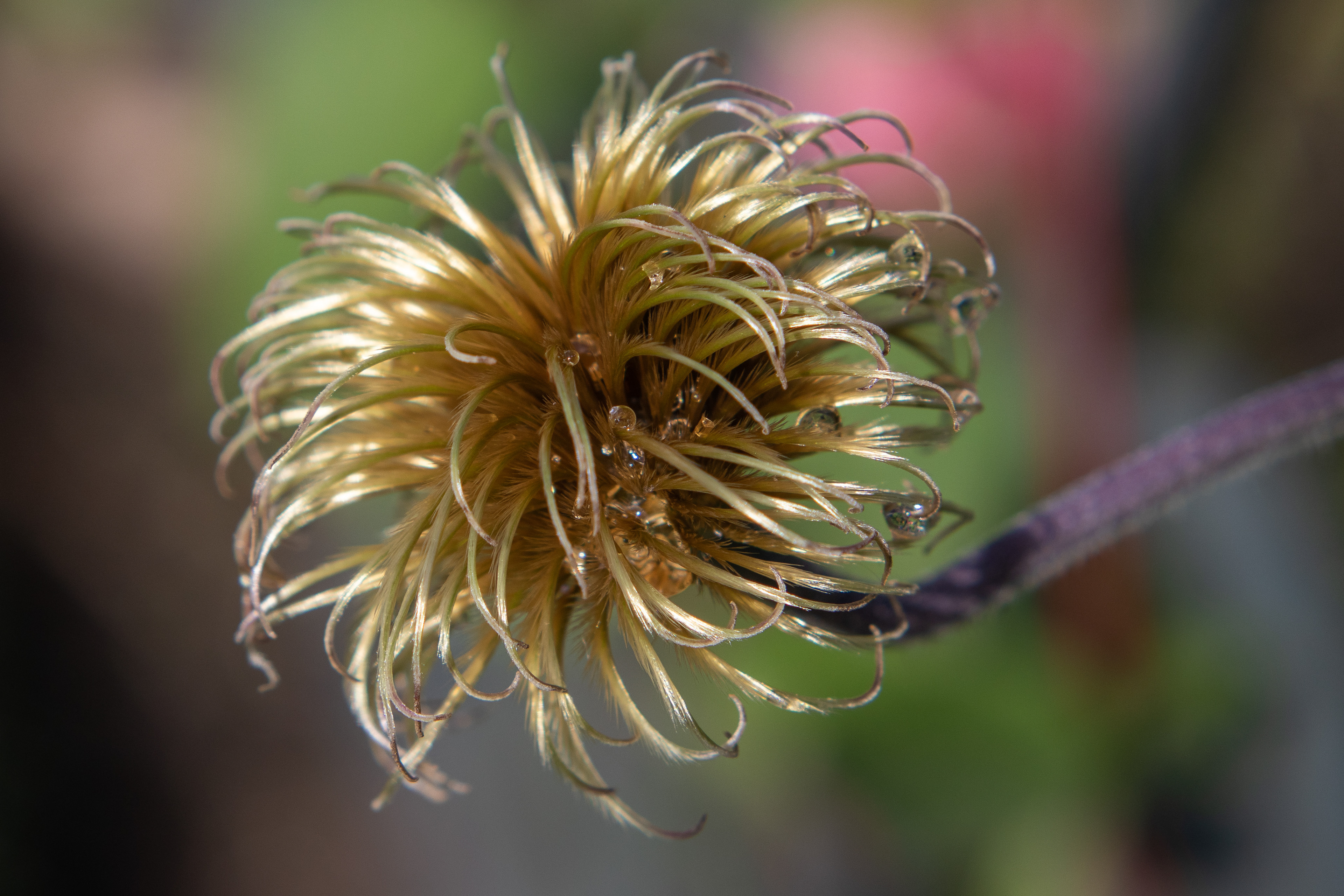Clematis from Hagga's garden