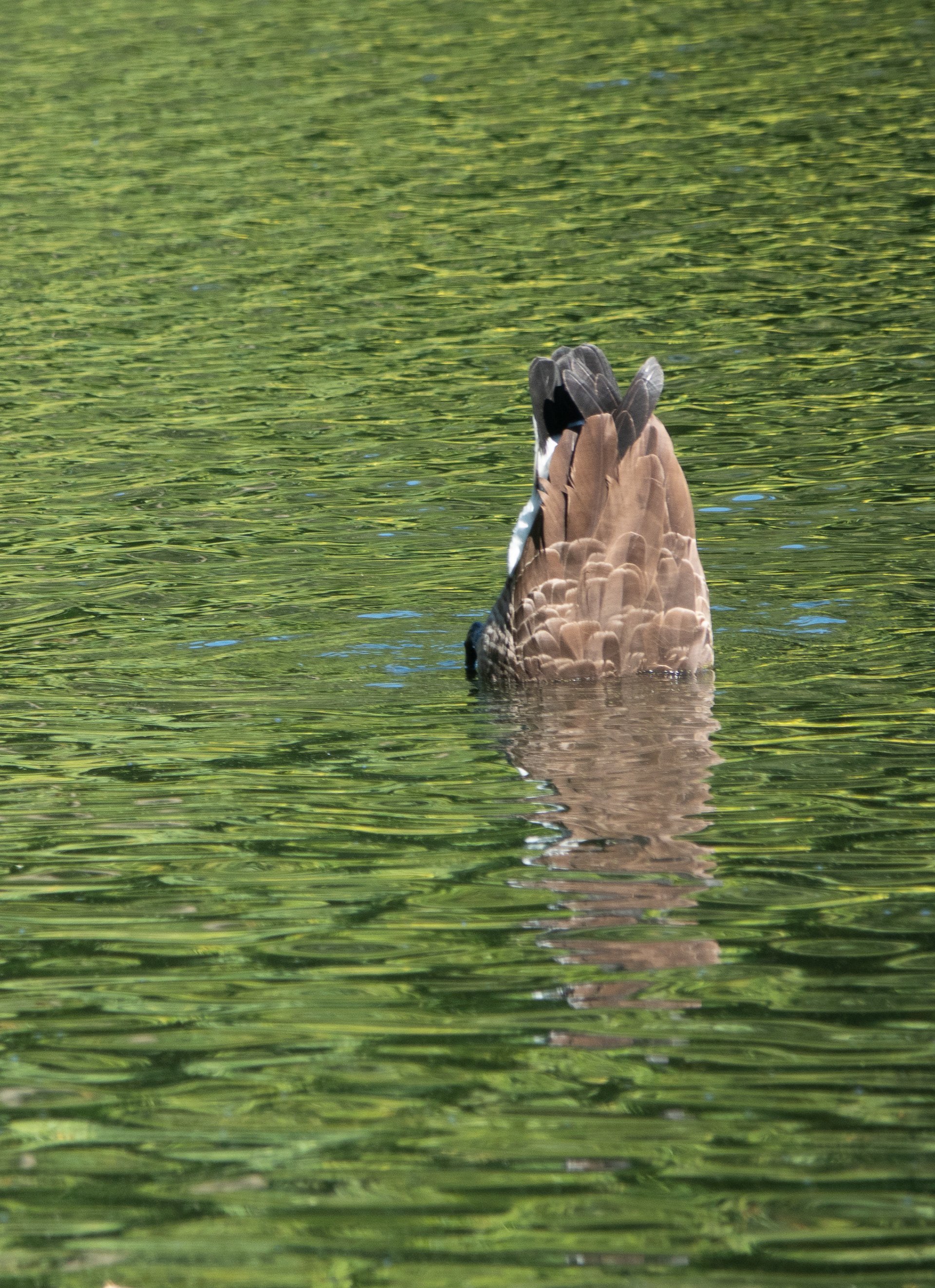 Early bird special at Twin Lakes