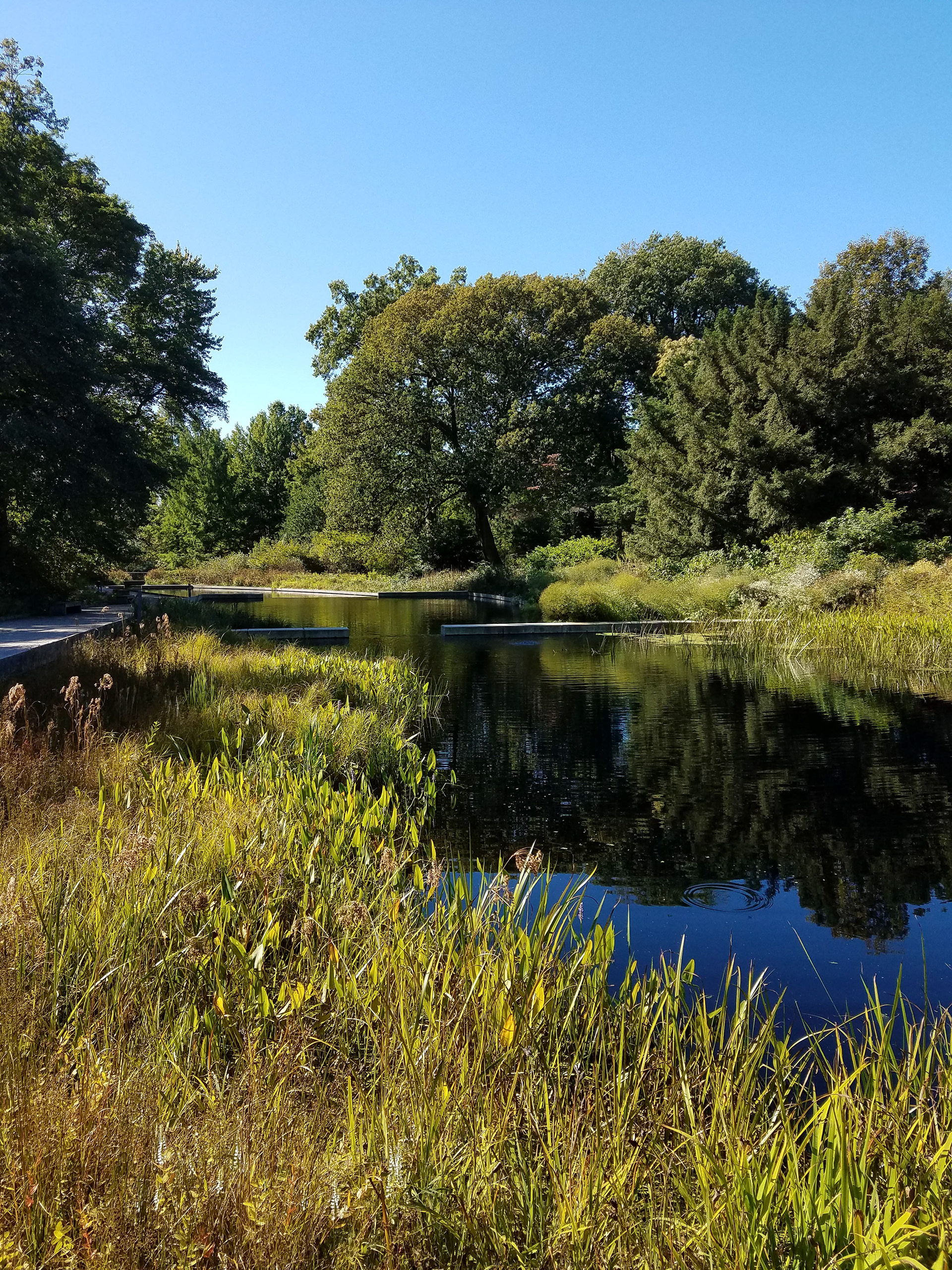 Native plants in October