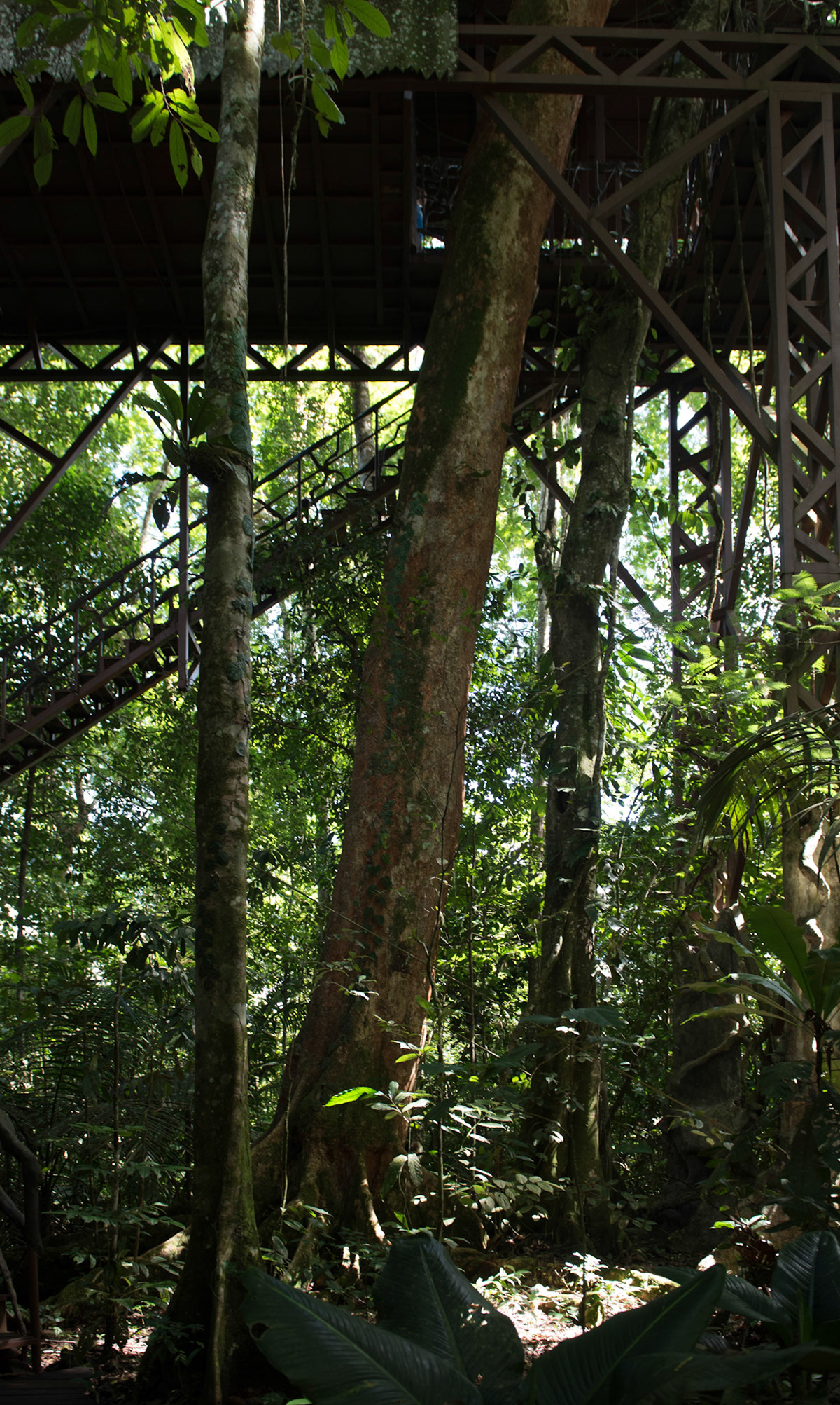 Tree house Maquenque