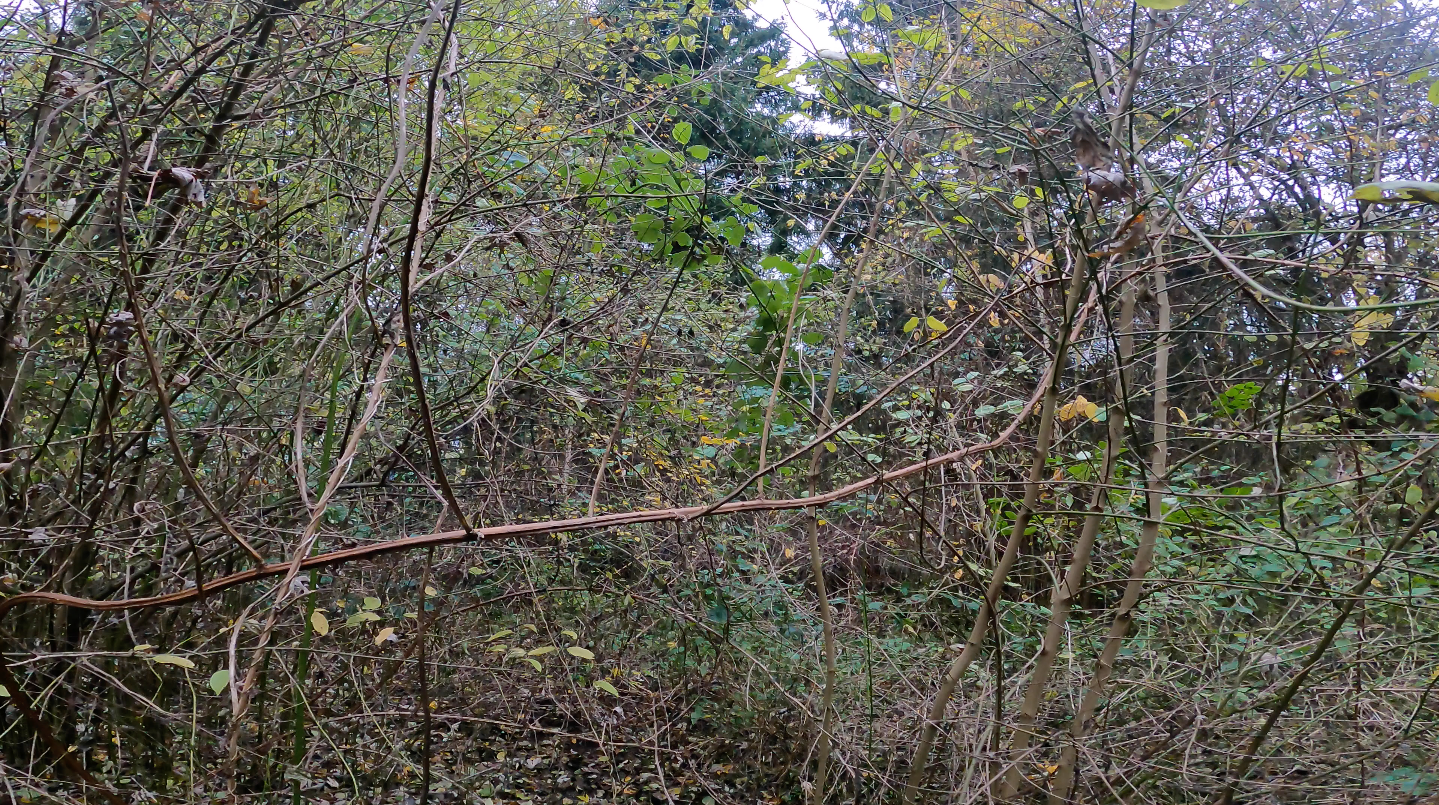 Postsummit haze - Cora Durmann