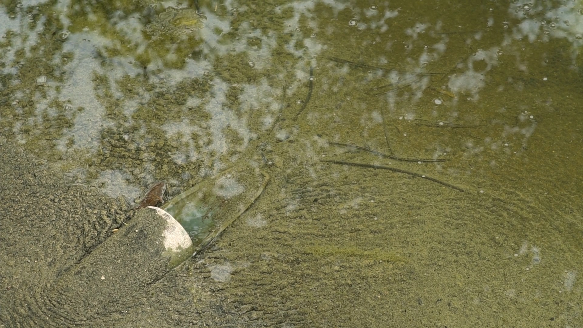 Metabolis - Cora Durmann