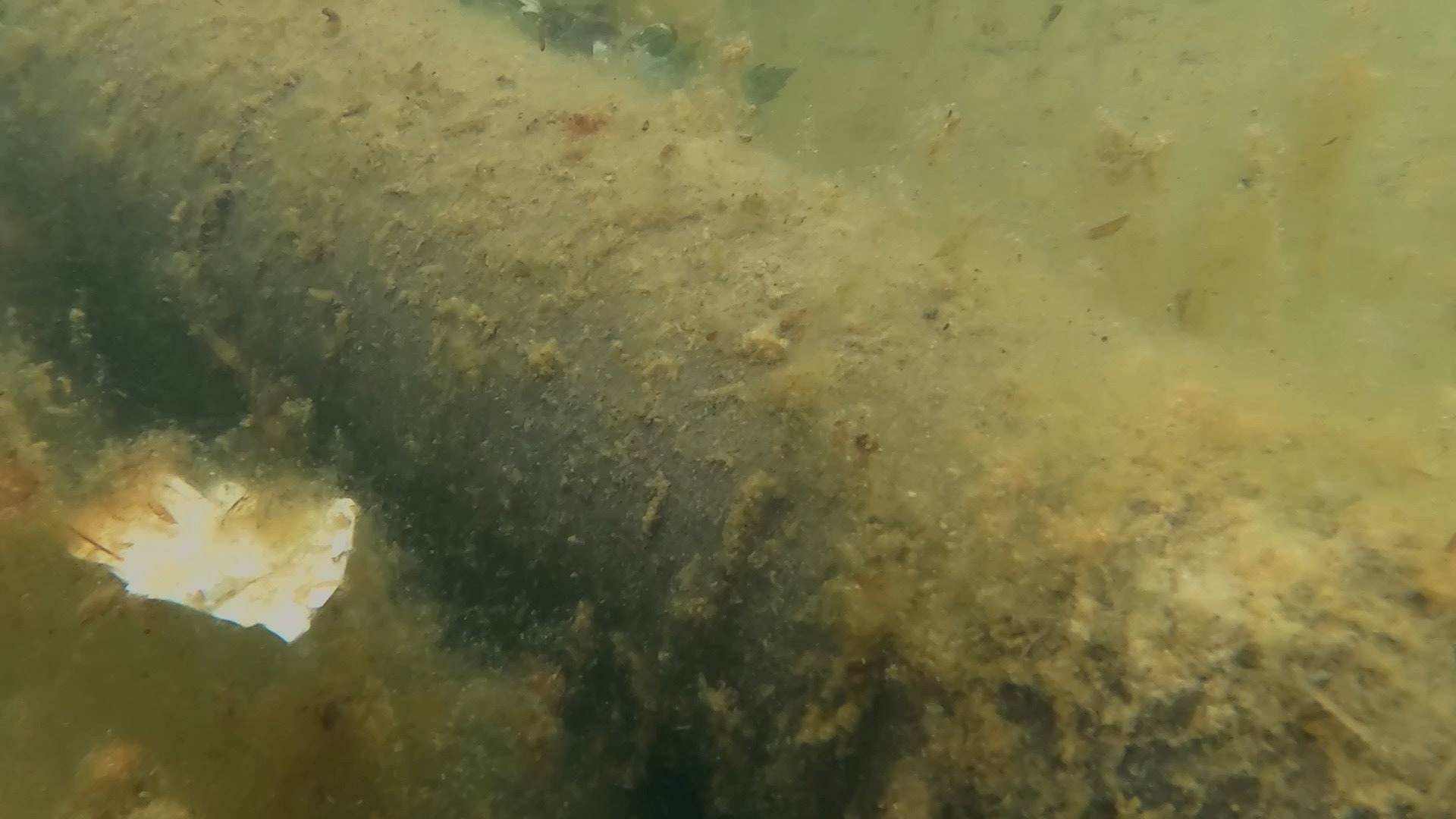 Metabolis - Cora Durmann