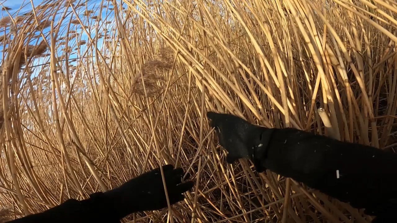 Four Questions Cora Durmann