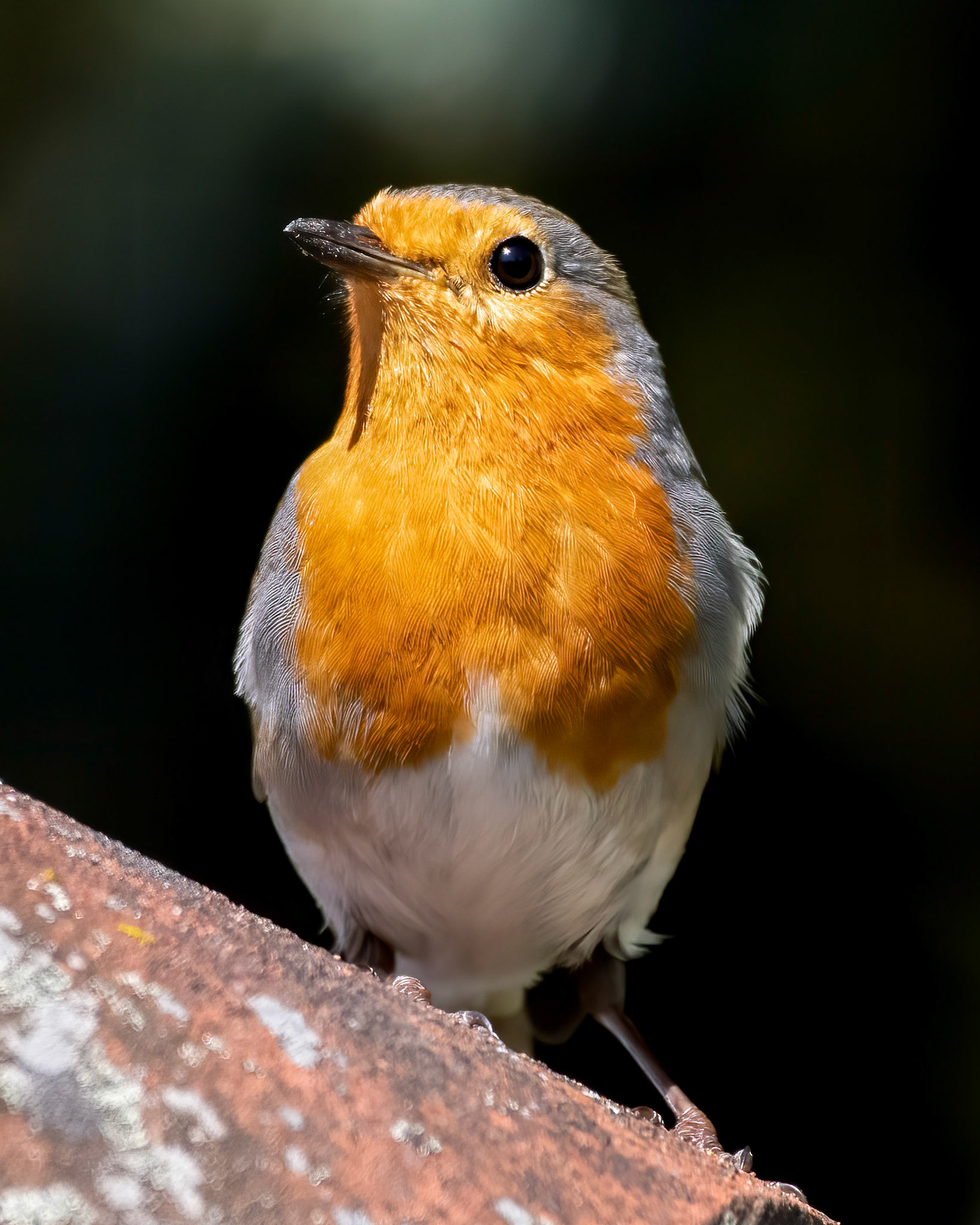 Robin in April