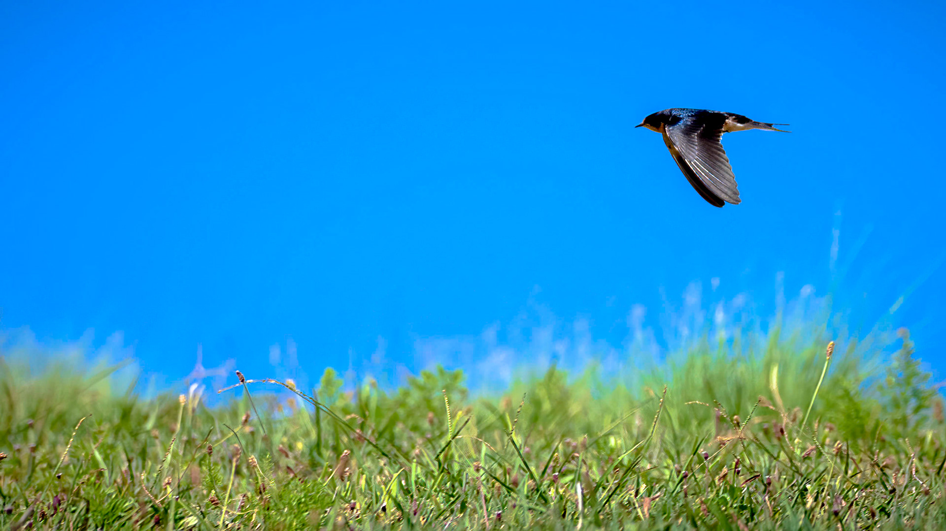 Barn Swallow in Bermuda