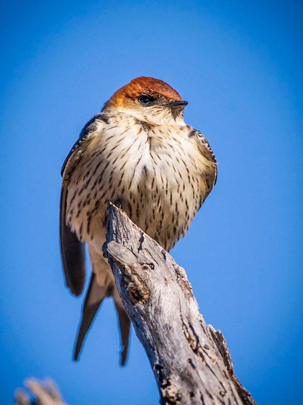 Greater Striped Swallow at Na'an'kuse
