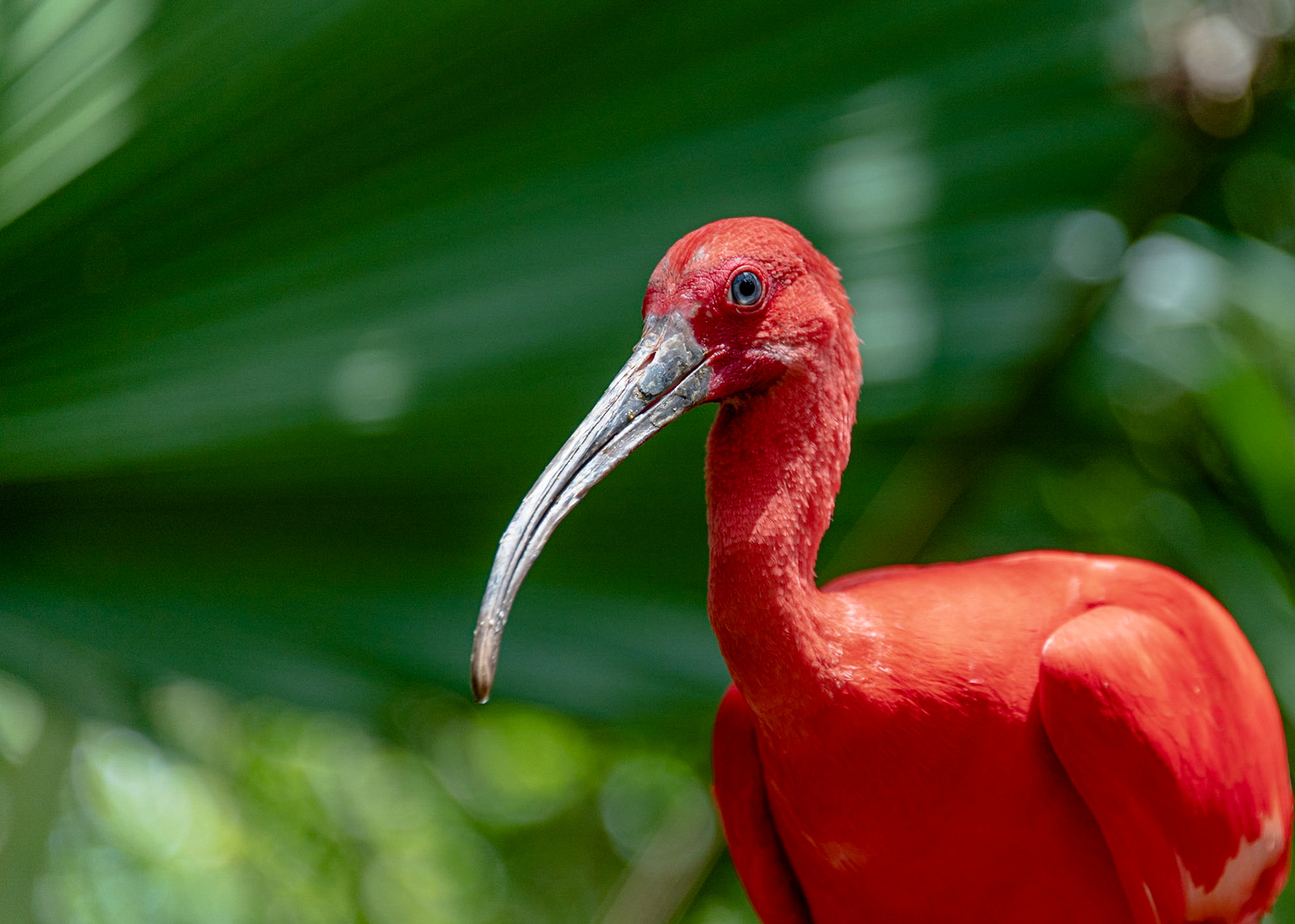 Scarlet Ibis