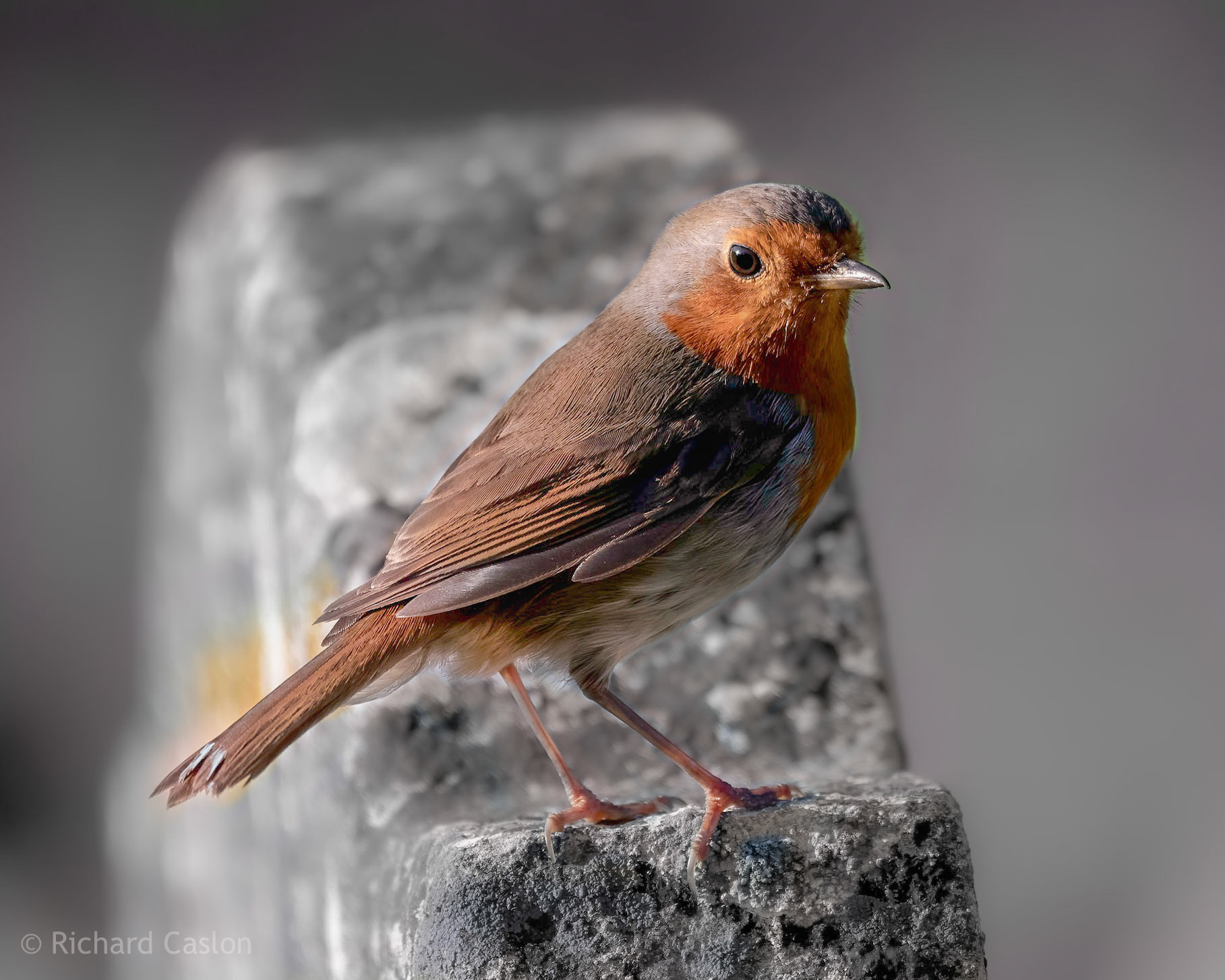 Robin on a Tombstone