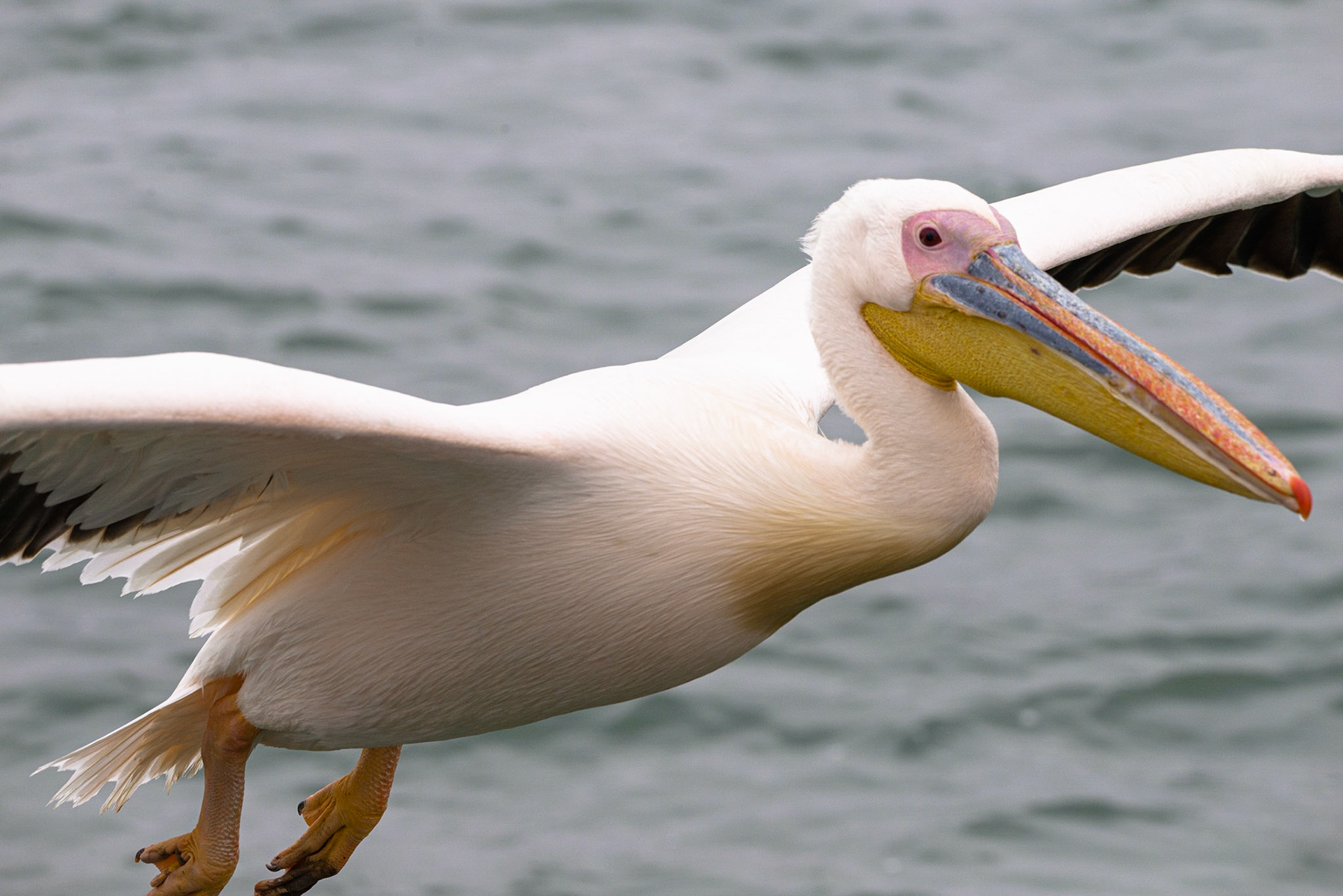 Pelican