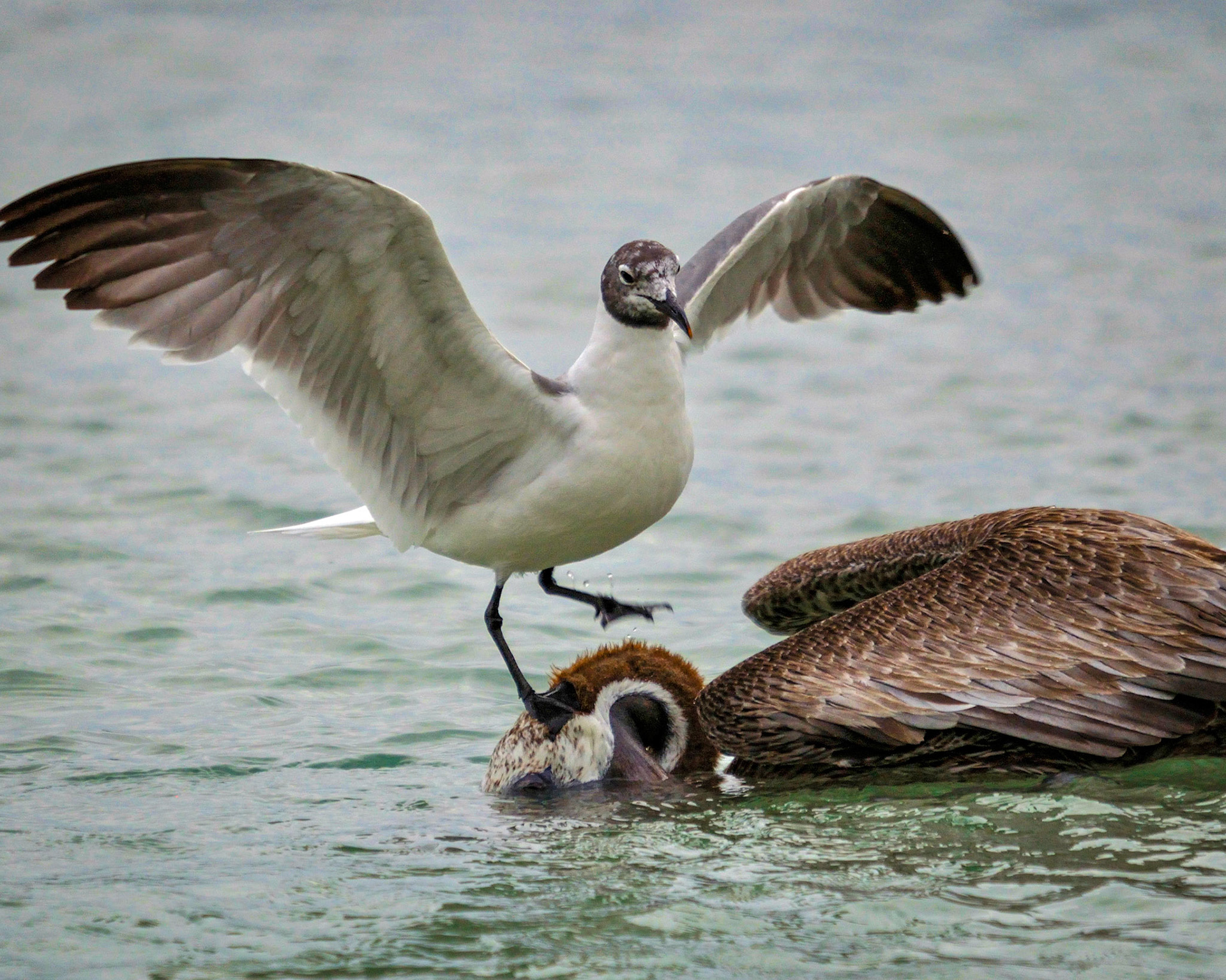 A gull after the fish the Pelican had just caught