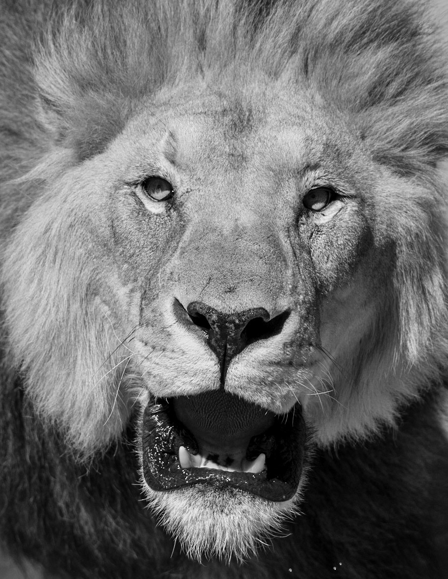 The King