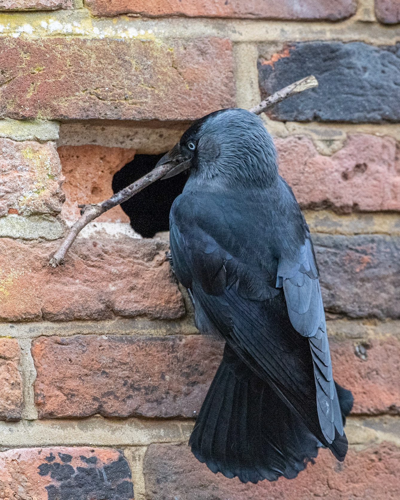 Jackdaw