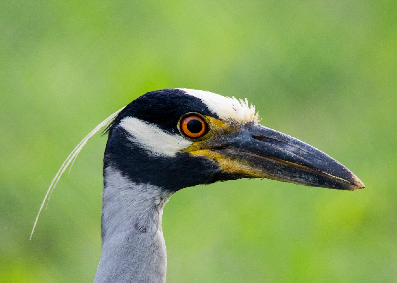 Yellow-crowned Night Heron