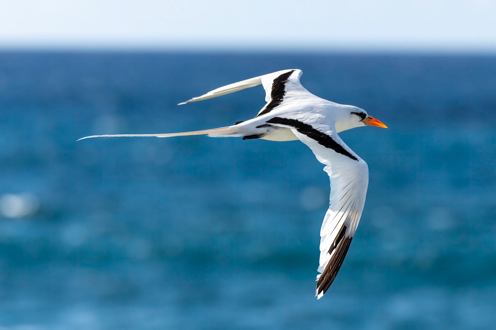 White-Tailed Tropicbird