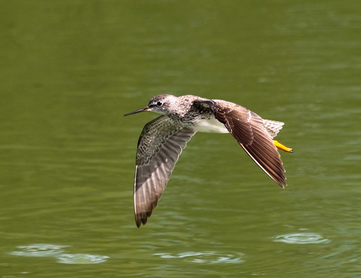 Greater Yellowlegs