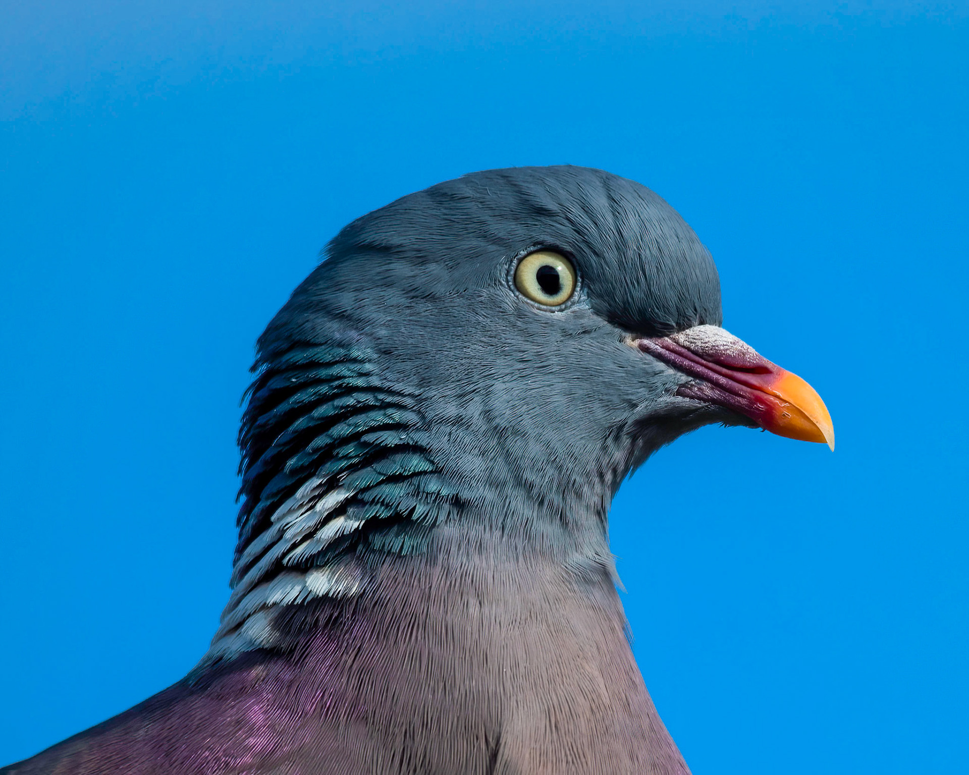 Pidgeon Portrait