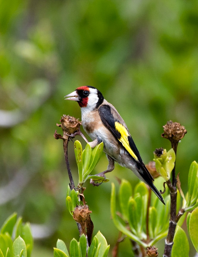 Goldfinch