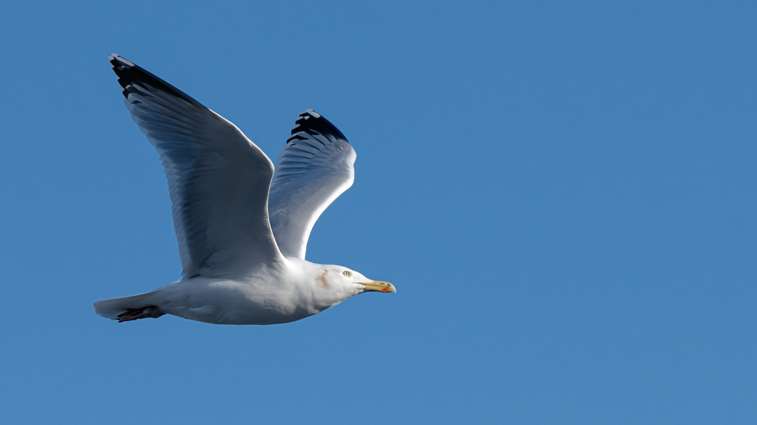 Gull over St Albans