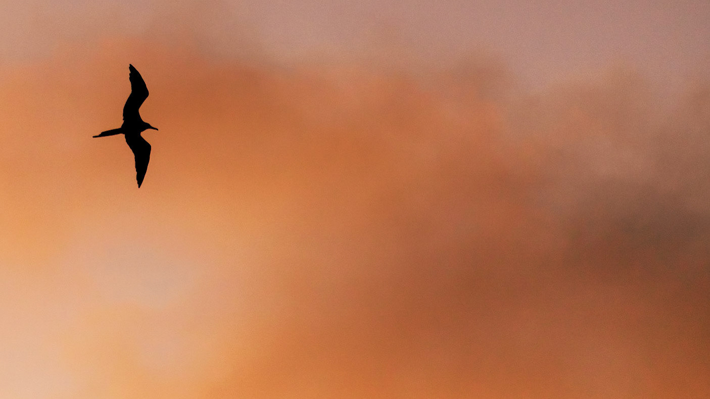 A Magnificent Frigatebird