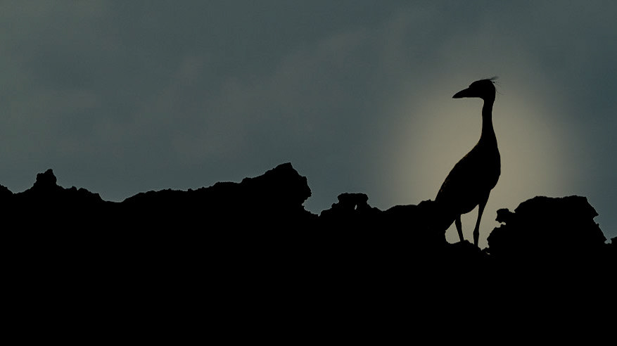Night Heron
