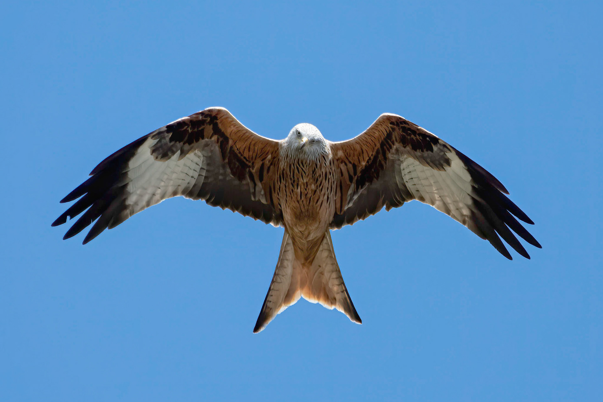 Red Kite in April