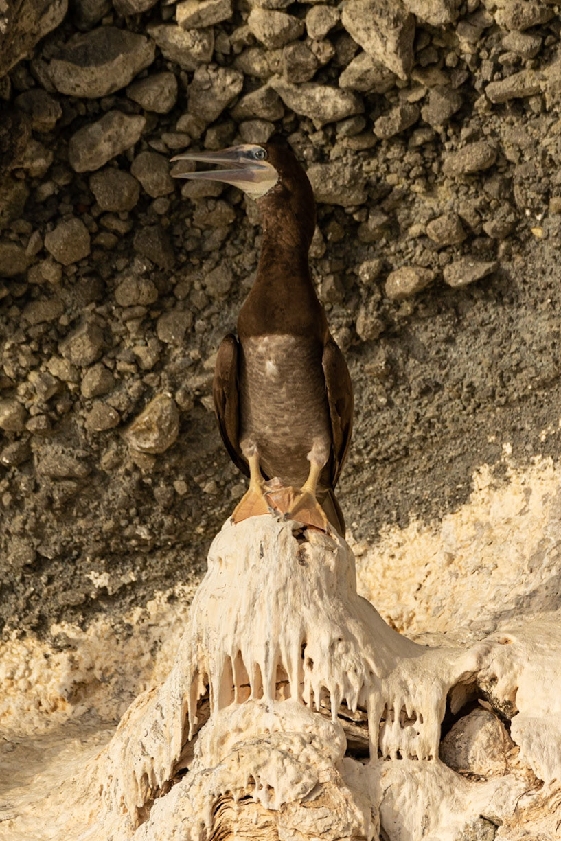 Brown Booby!