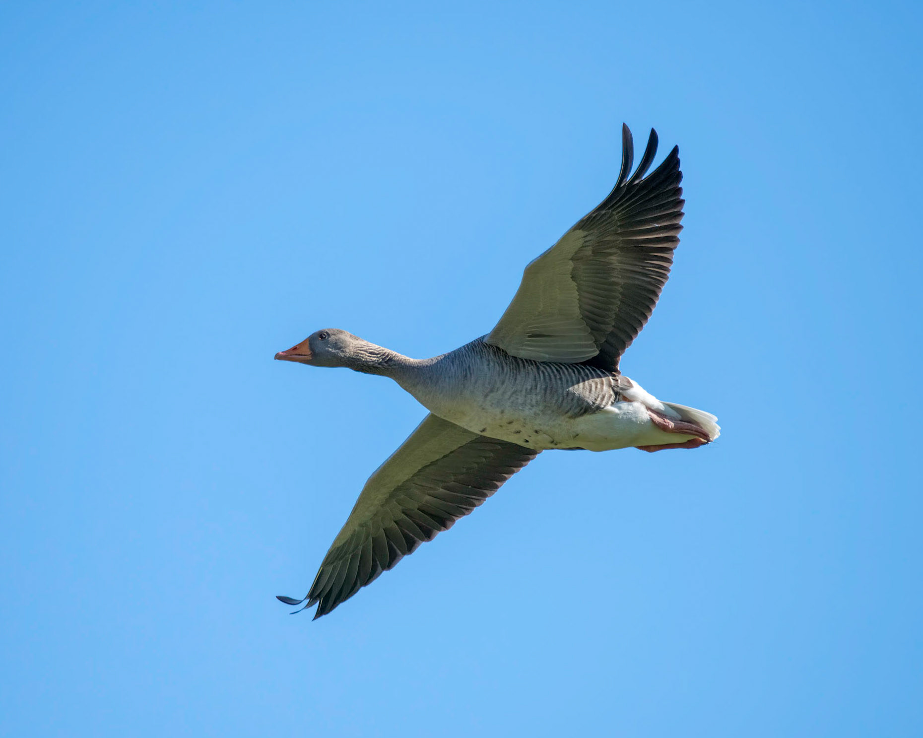 Graylag Goose