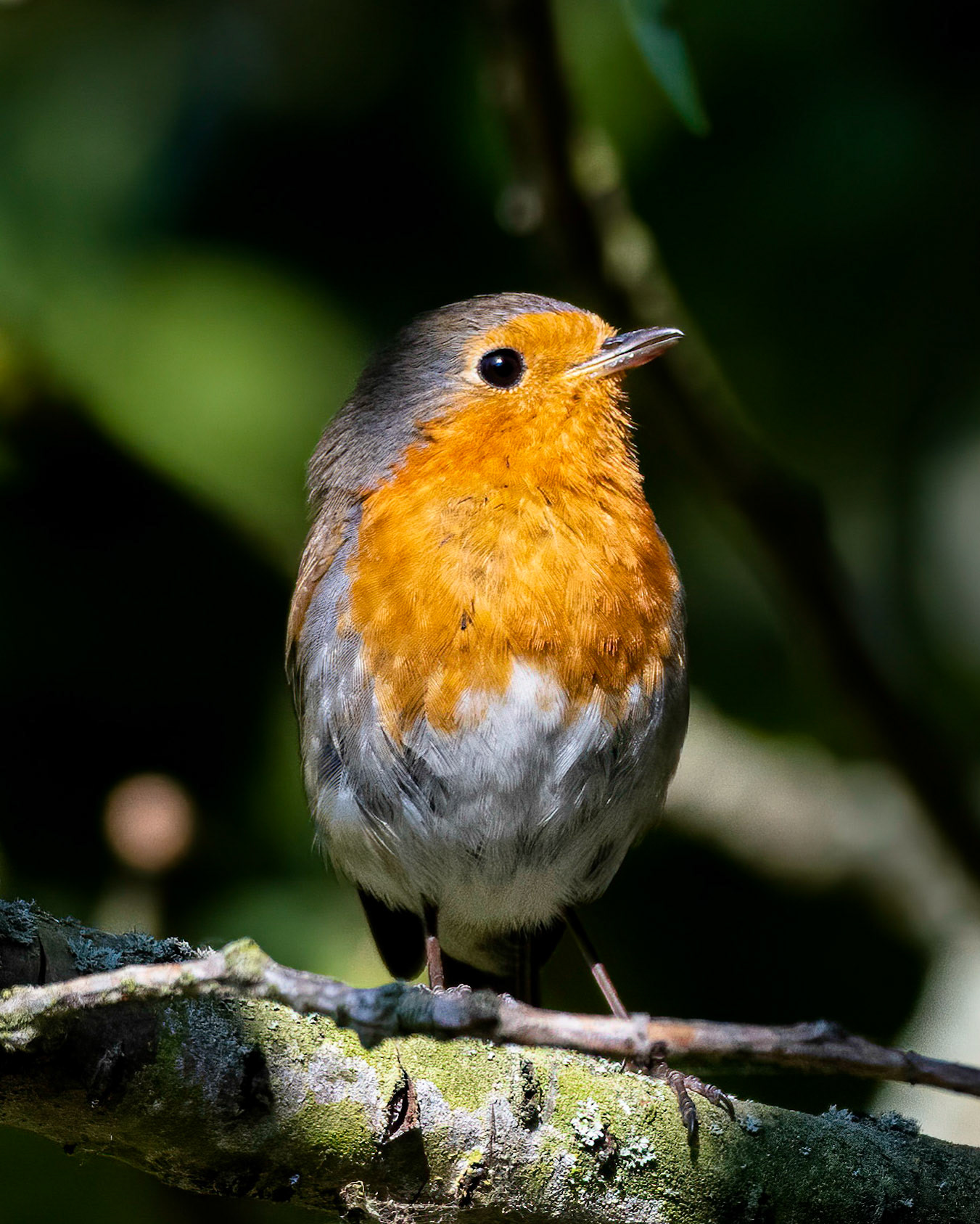 Robin in Marlow