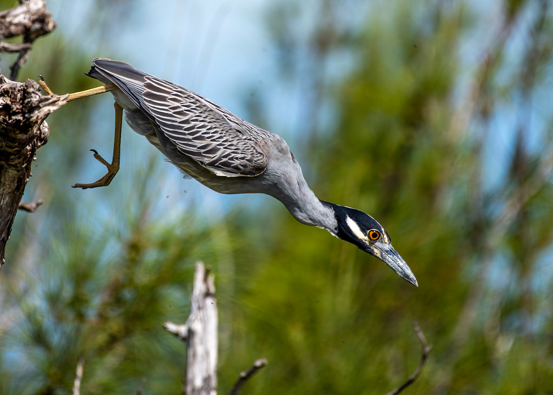 Yellow-crowned Night Heron
