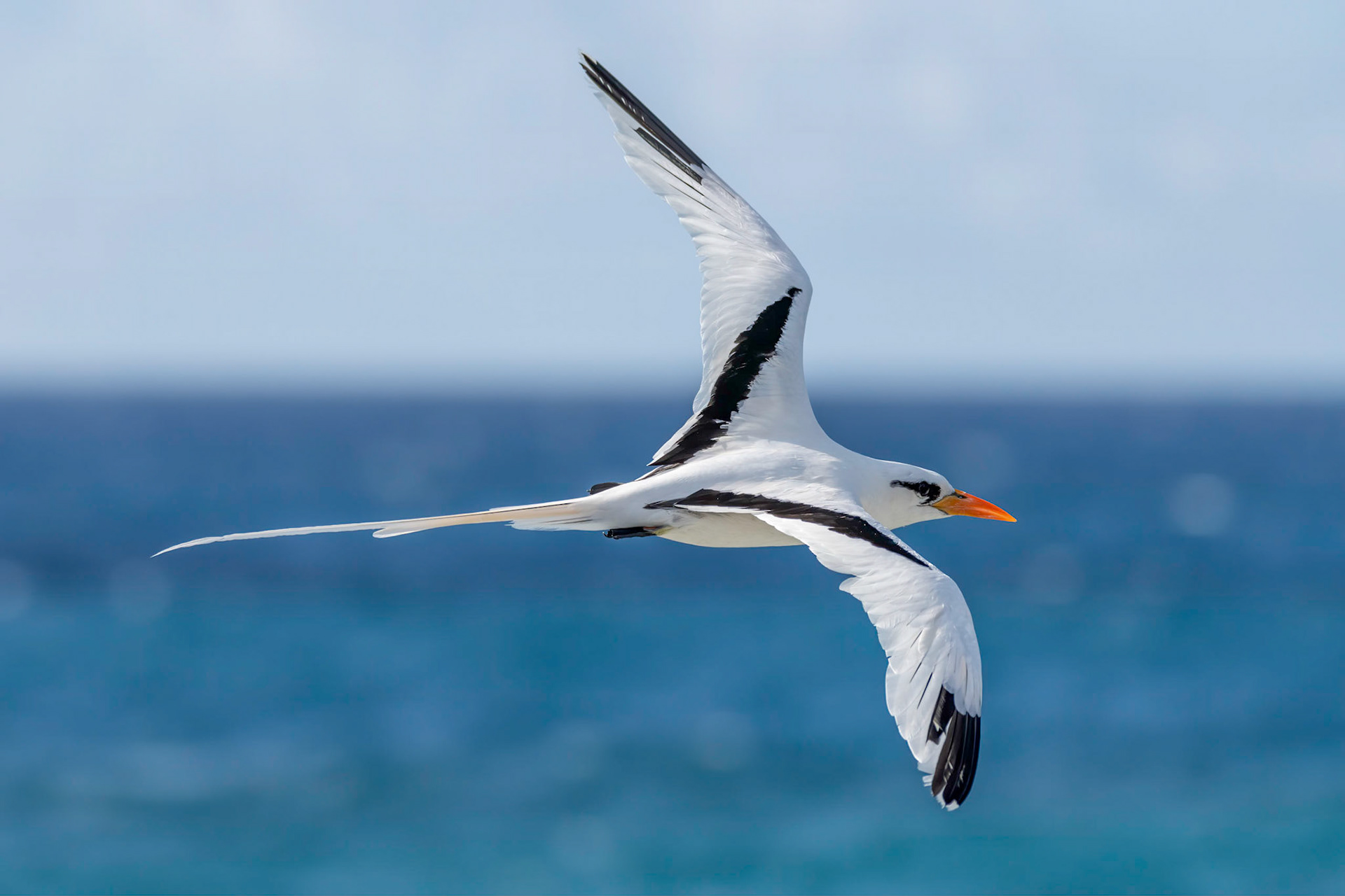 White-Tailed Tropicbird