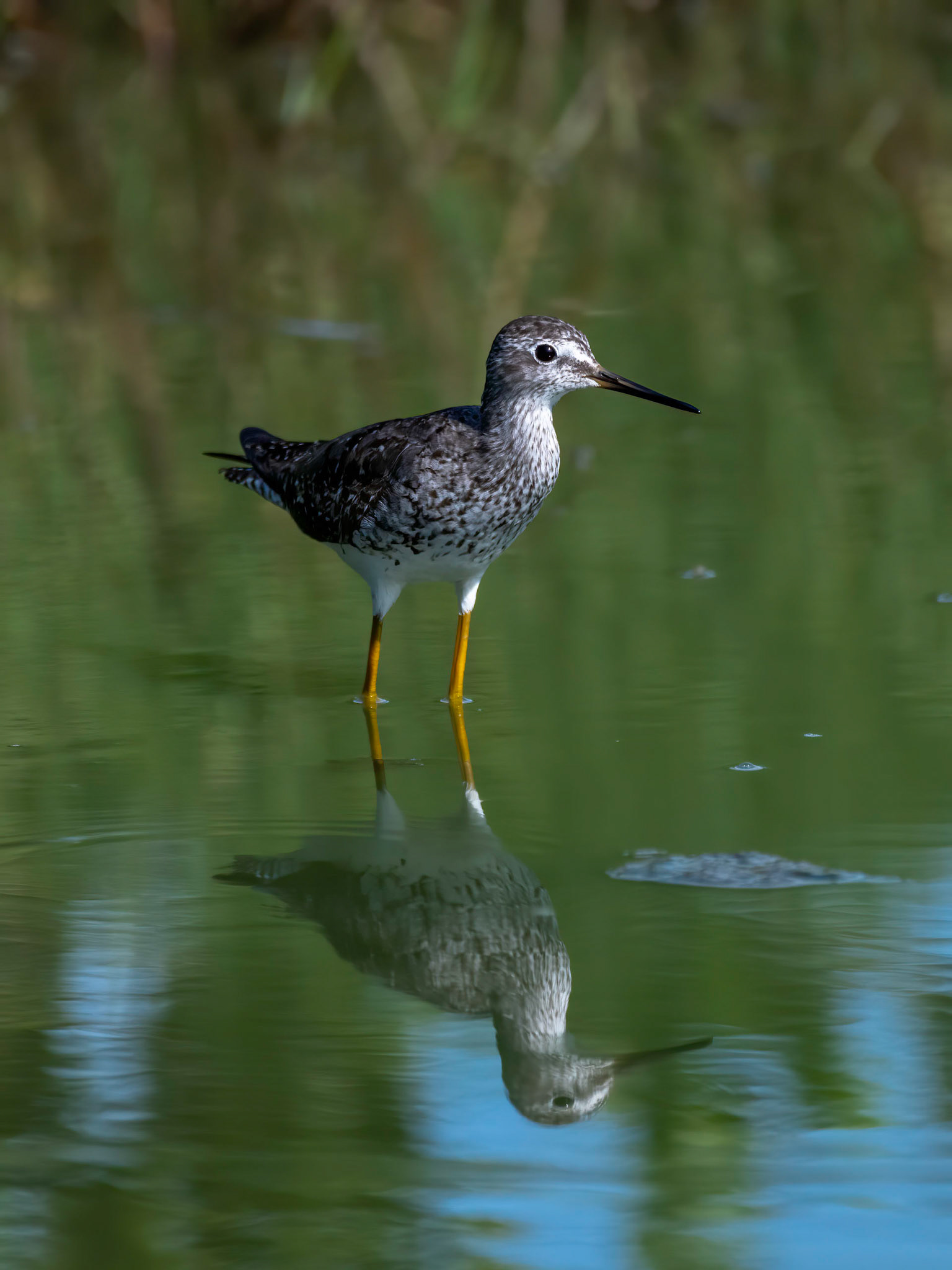Greater Yellowlegs