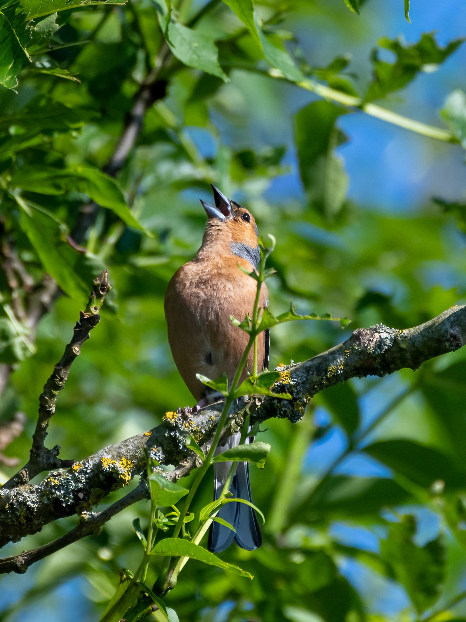 Chaffinch