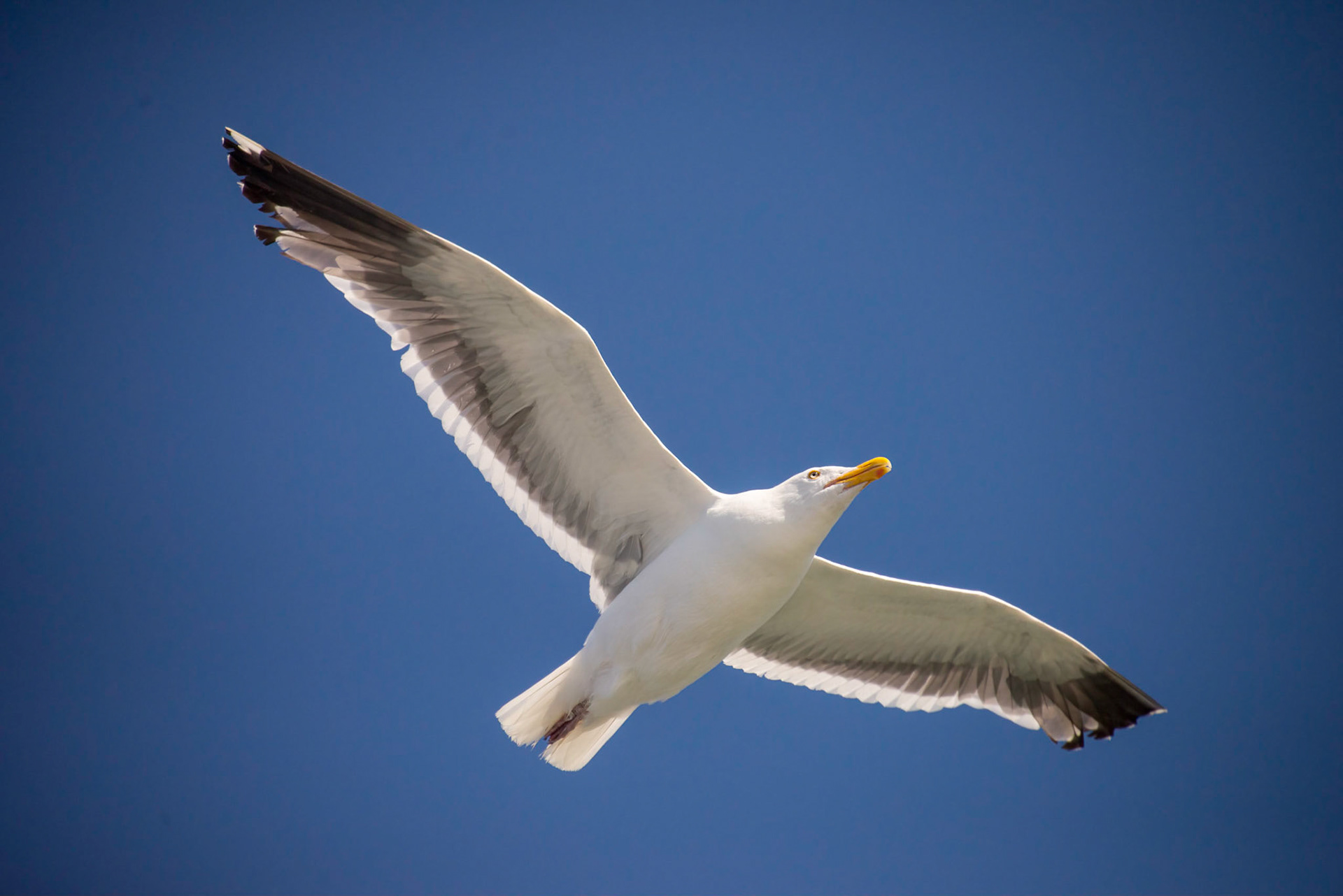 Herring Gull