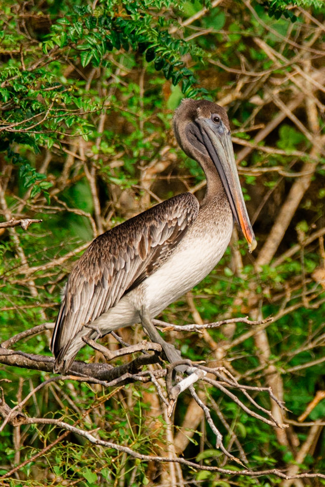 Tree Climbing Pelican!