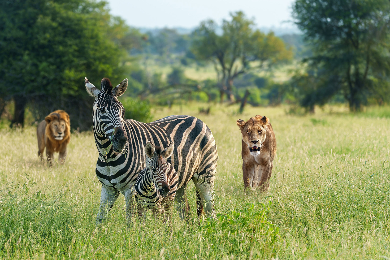 Add a male lion with a mane walking in the background on the far left side. 
