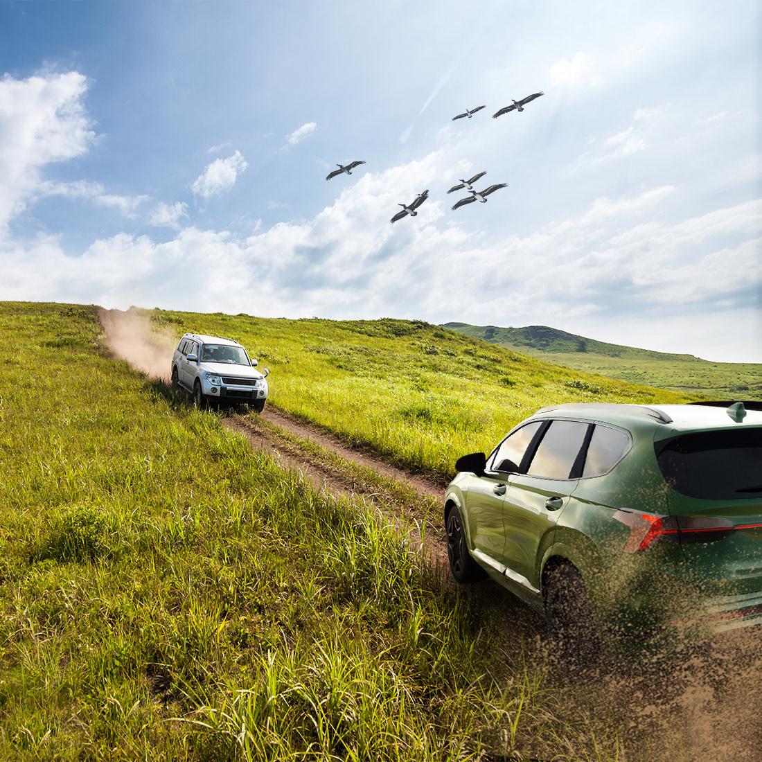 * Add a flock of birds flying across the sky in formation above the grassy hills.