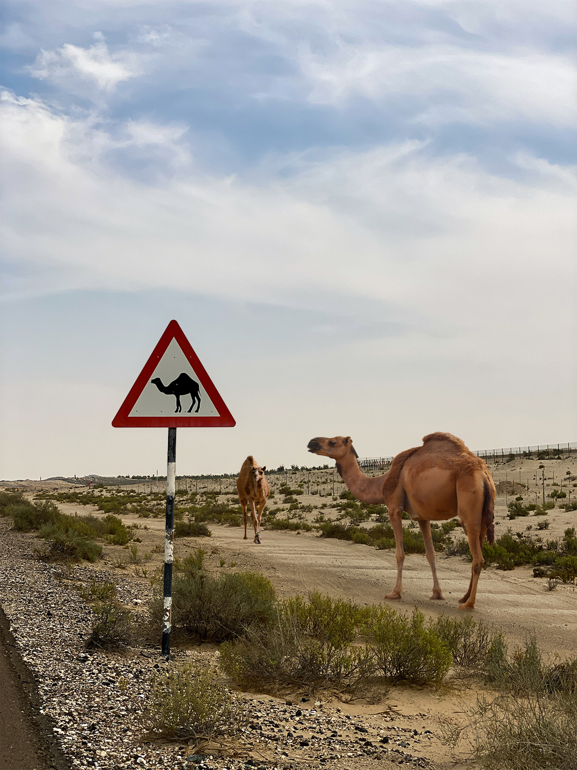 Add a second camel walking along the dirt path in the background behind the first camel.