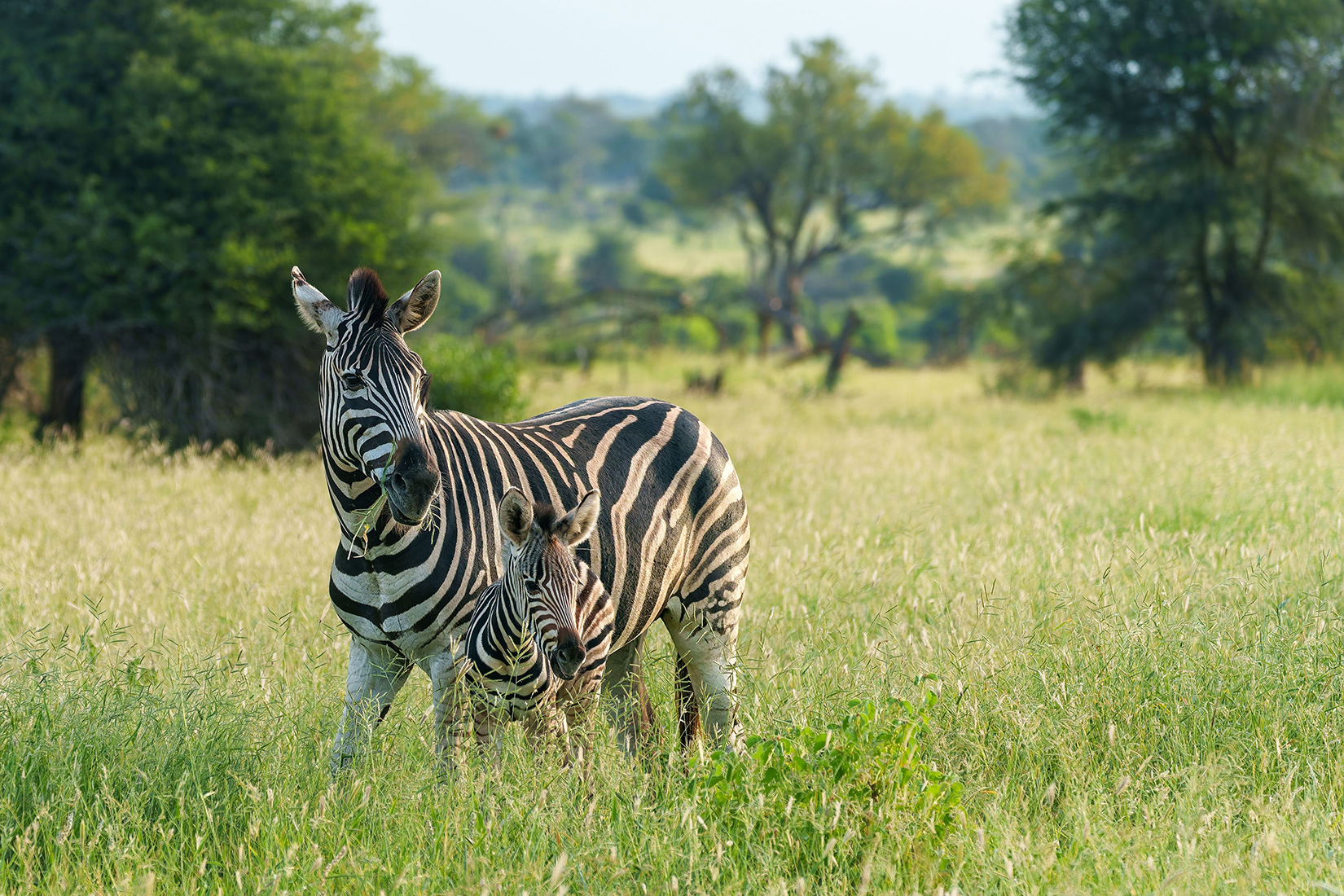 A adult zebra and its foal standing in a grassy savanna field with trees in the background.