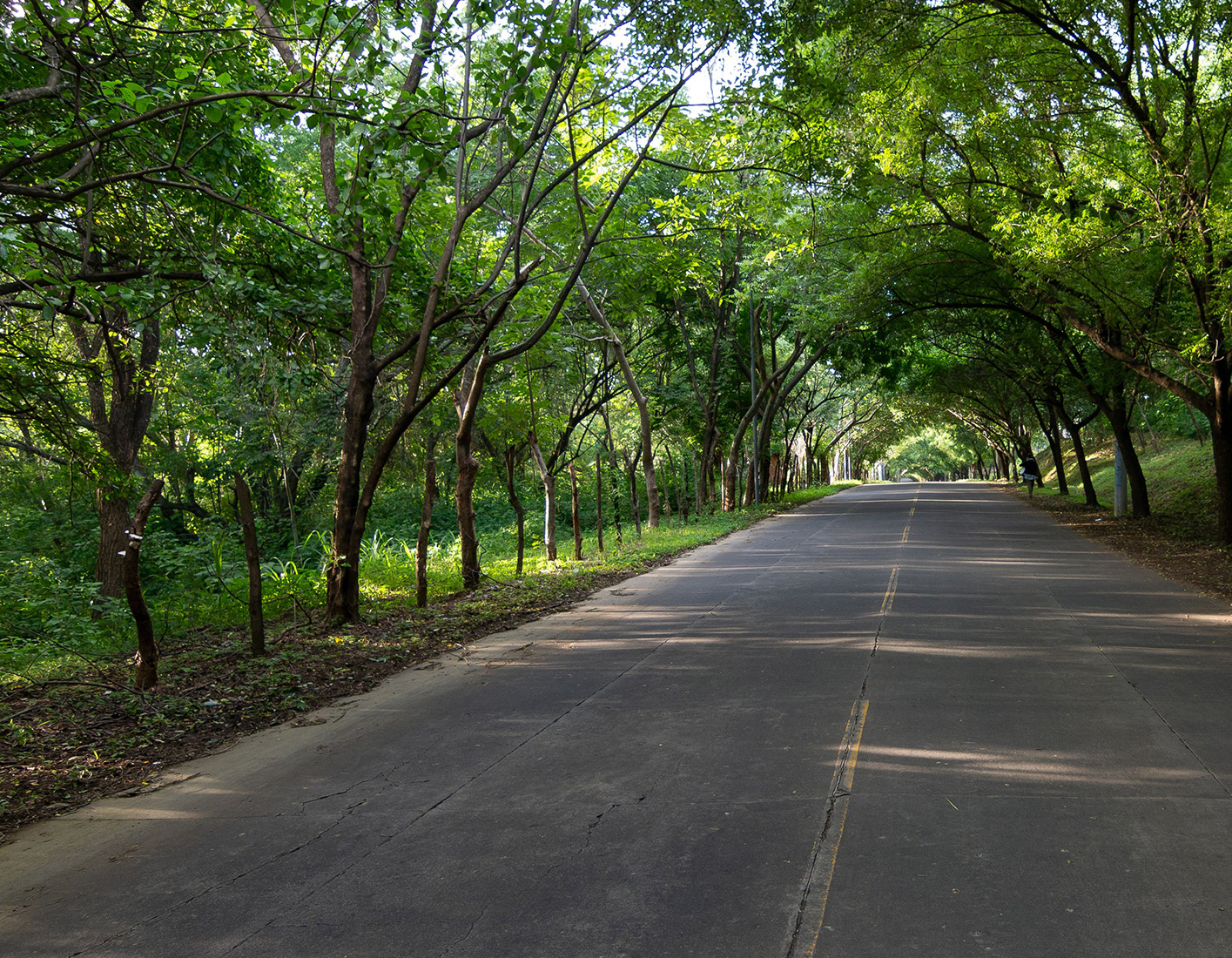 Empty paved road shaded by a lush green tree canopy.