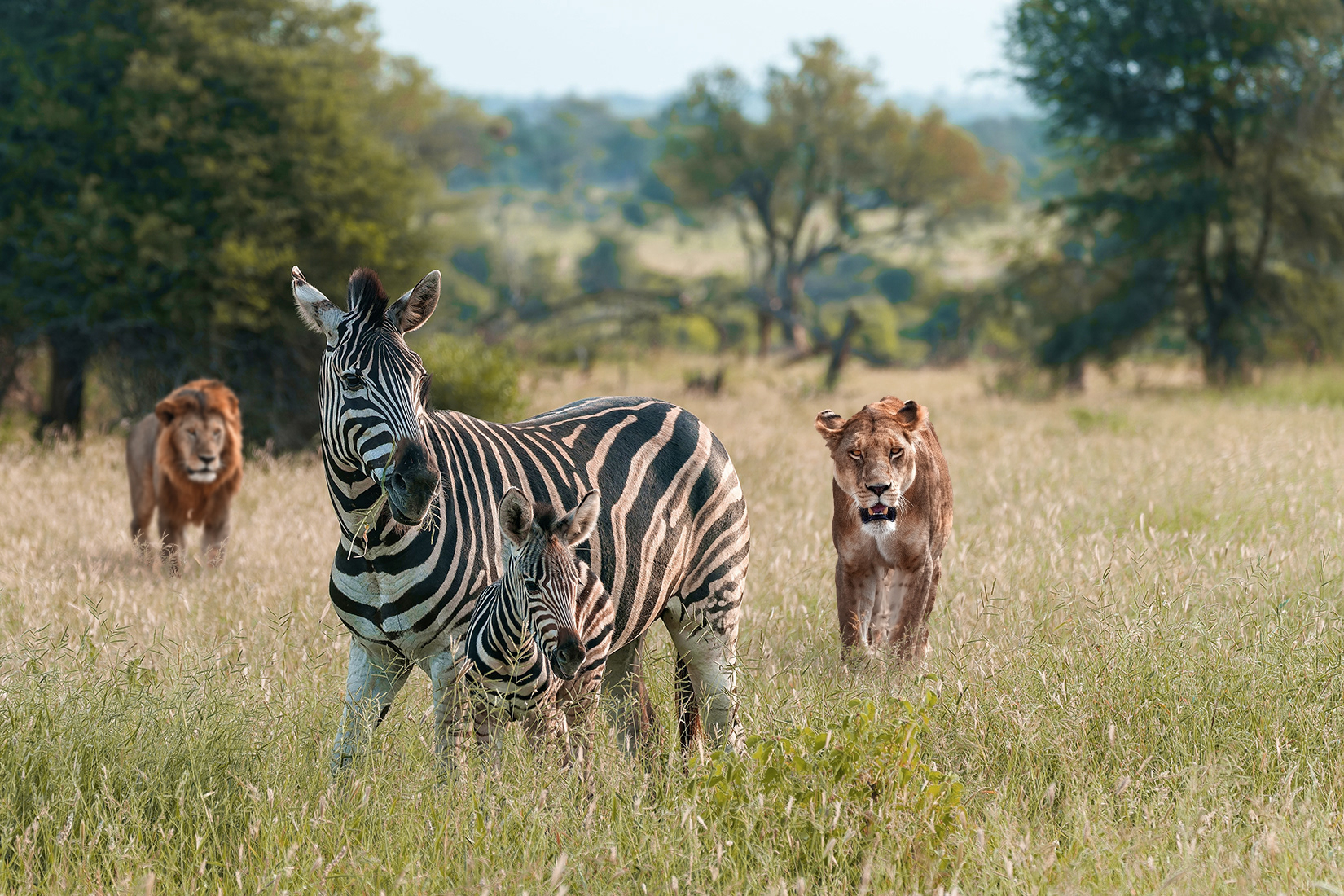 Change the lighting of the scene to a warm, golden hour sunset glow across the savanna.