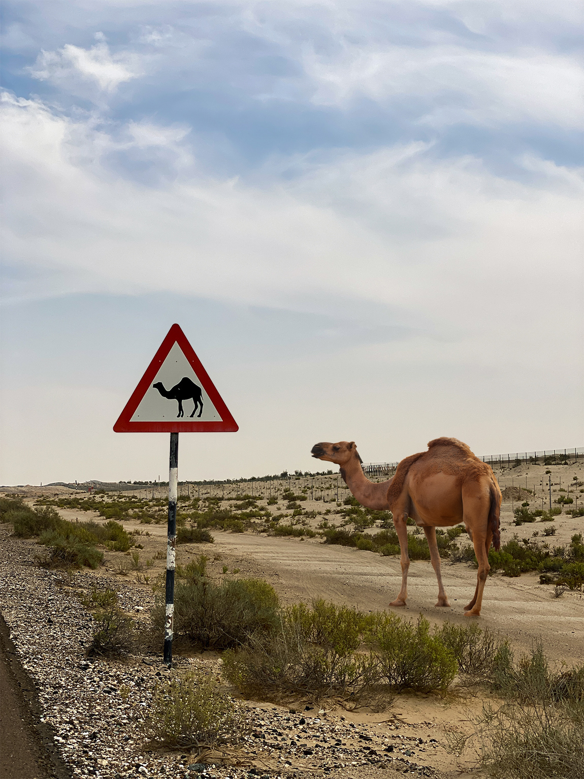 Add a single brown camel standing in the sand next to the camel crossing sign.