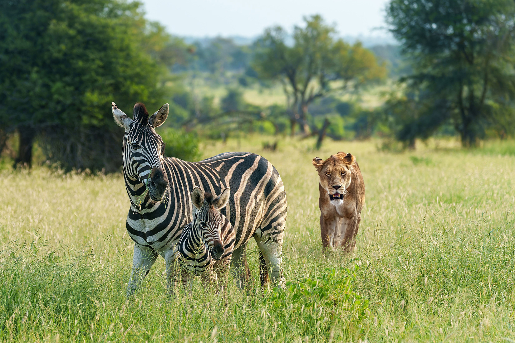 Add a lioness walking quietly in the background on the right side behind the zebras. 