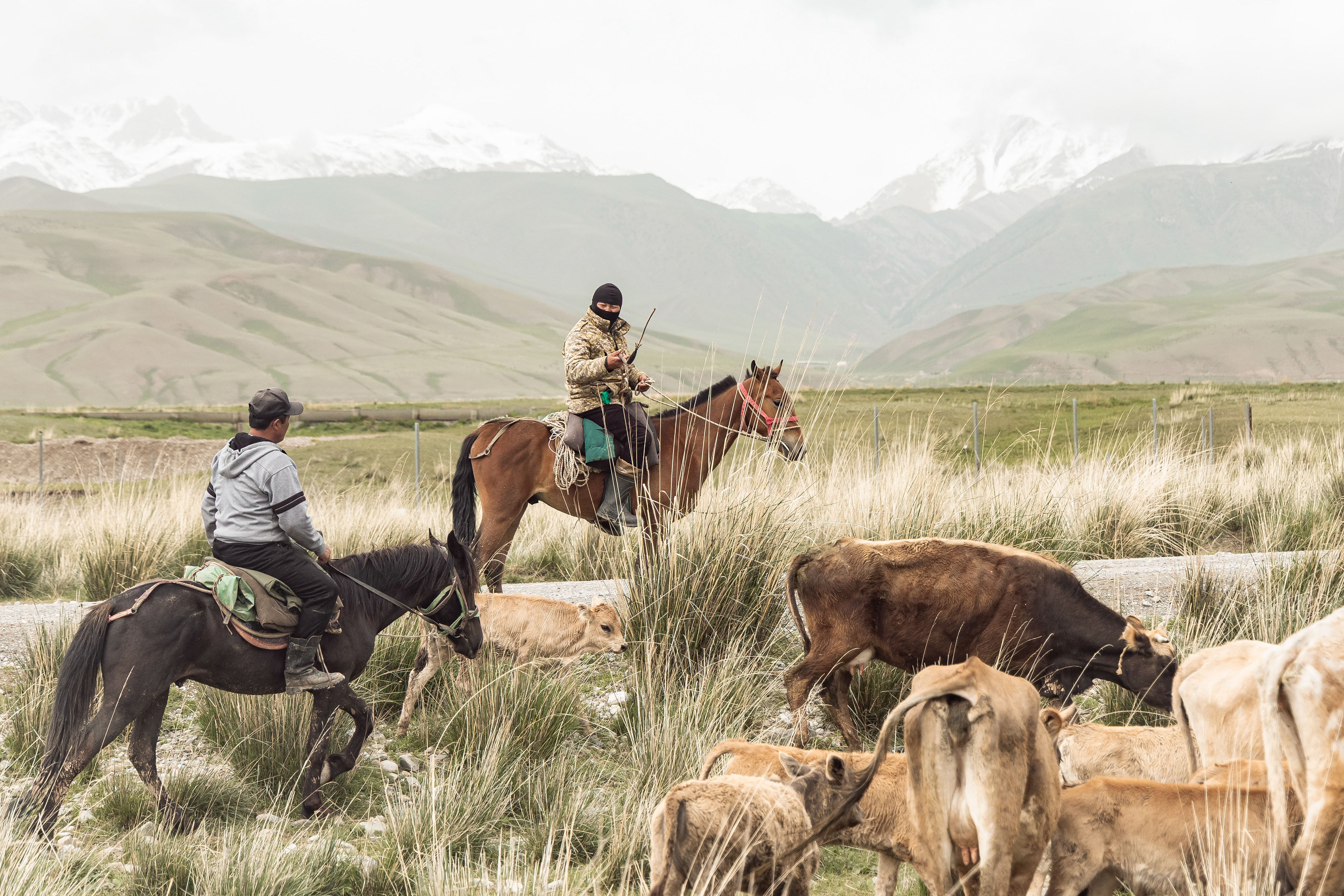 Organizando el arreo