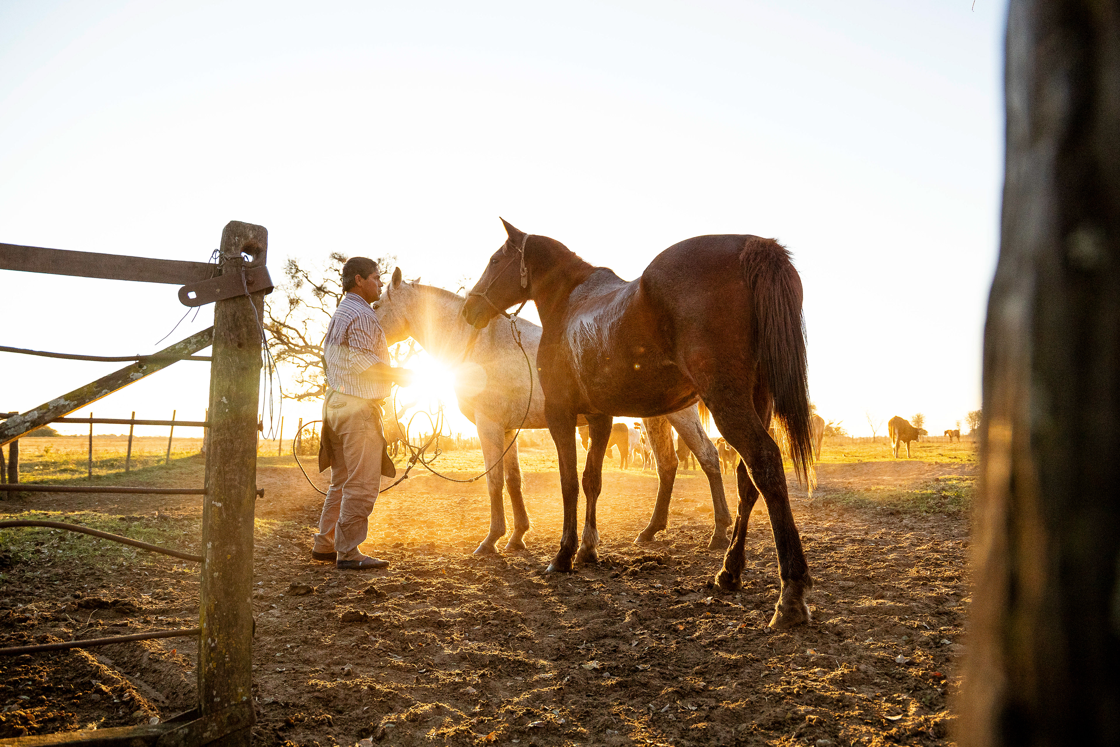 Largando los caballos 