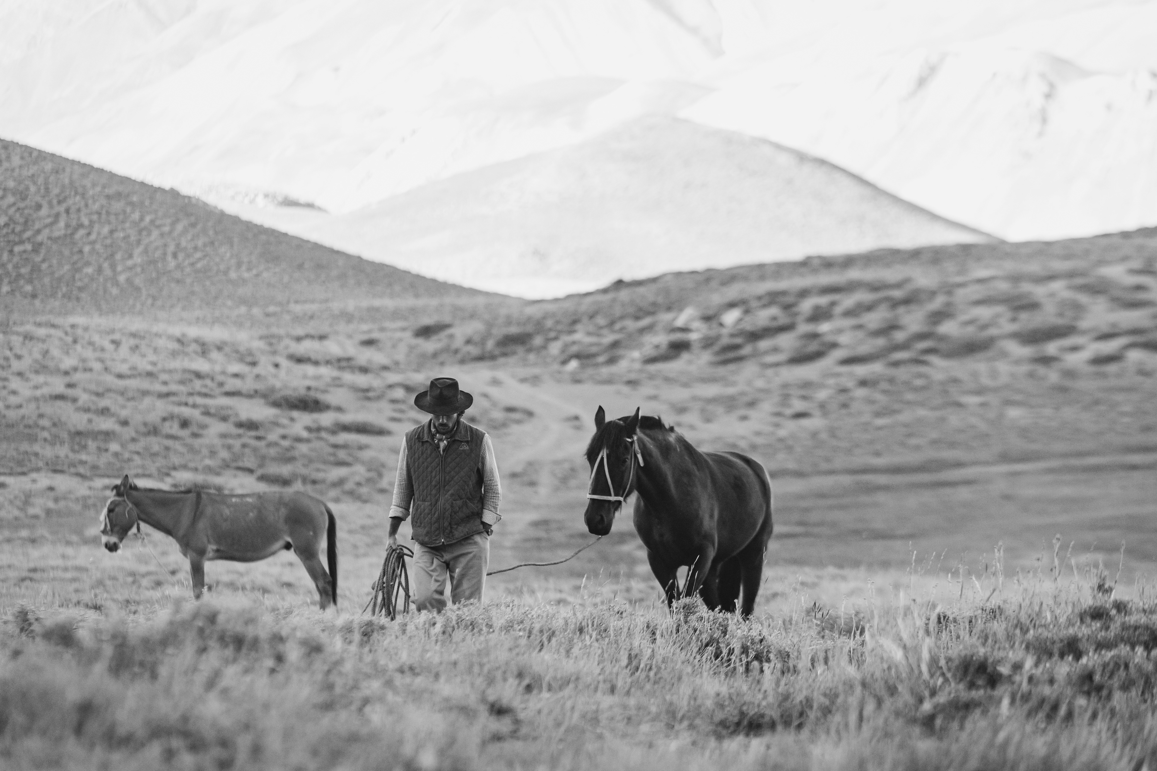 En busca del montado
