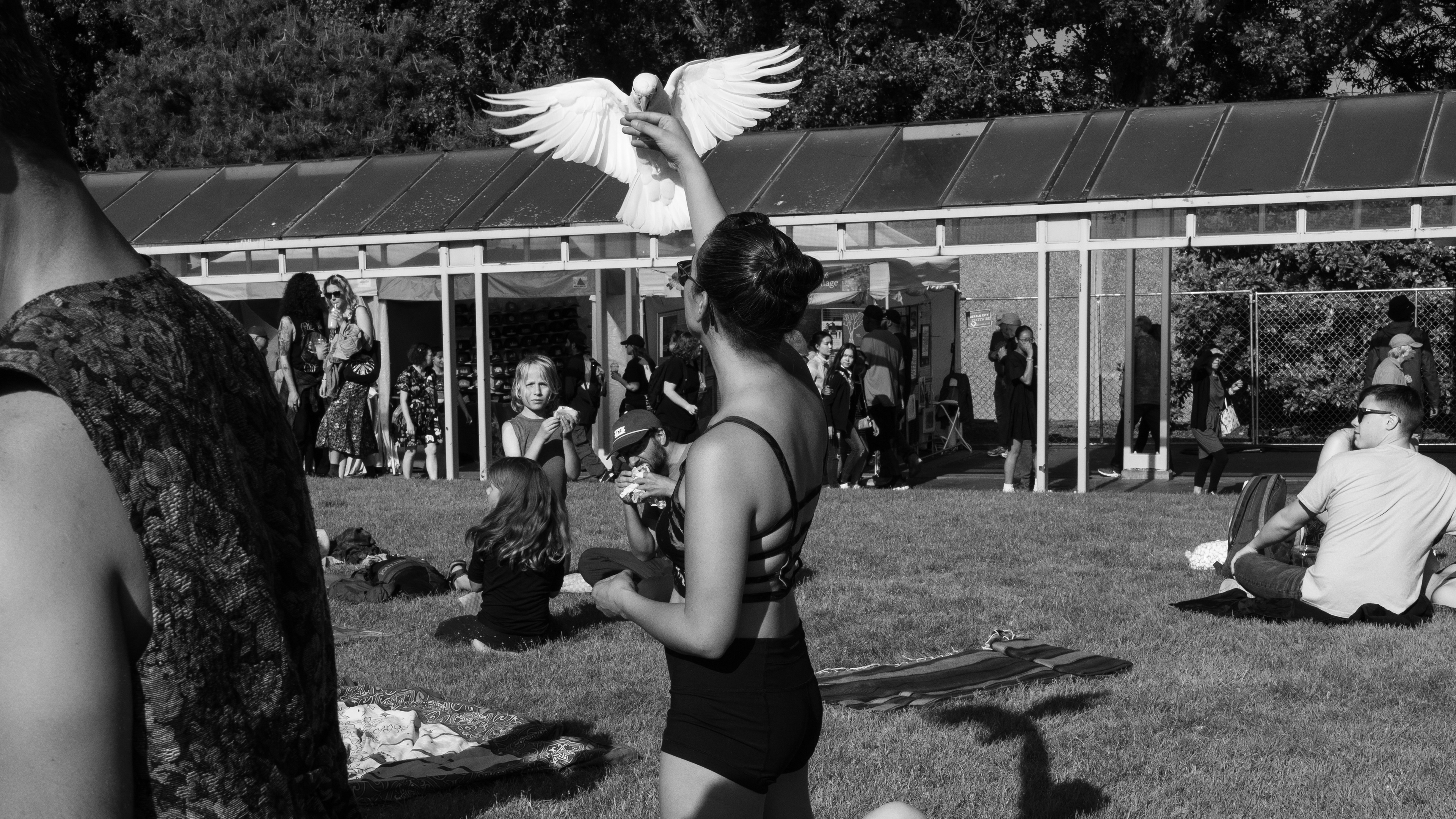 Winged Messenger