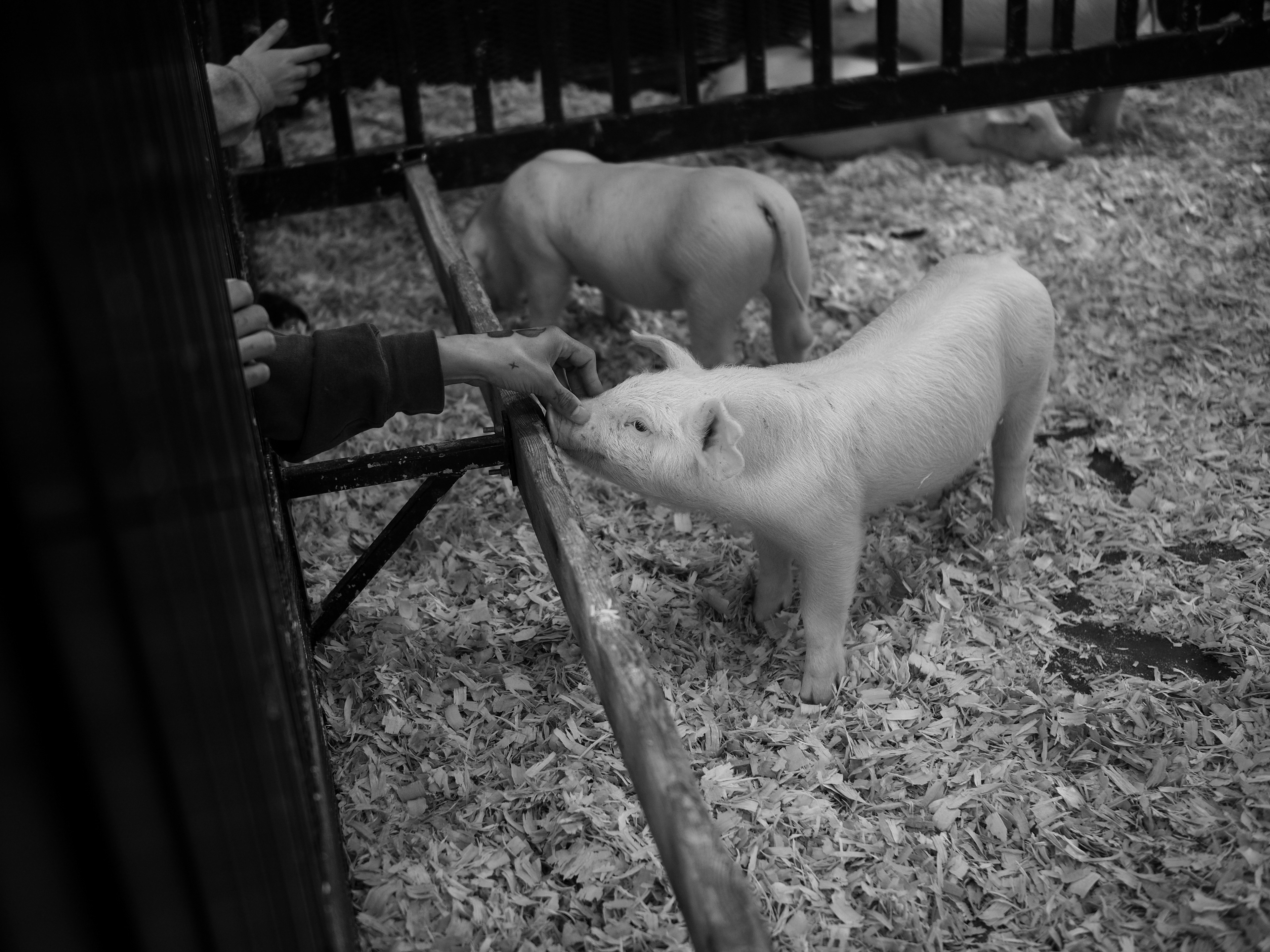 Interspecies Communication