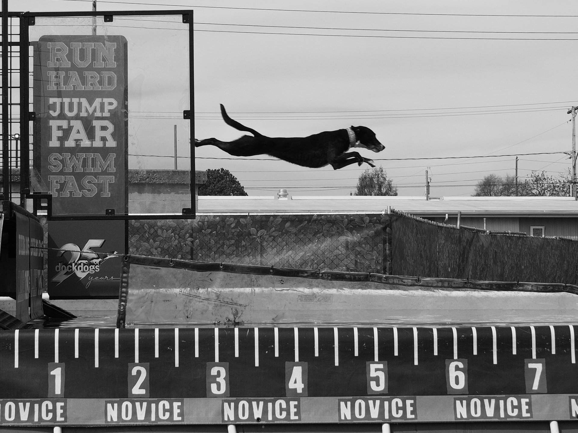 Flying Dogs